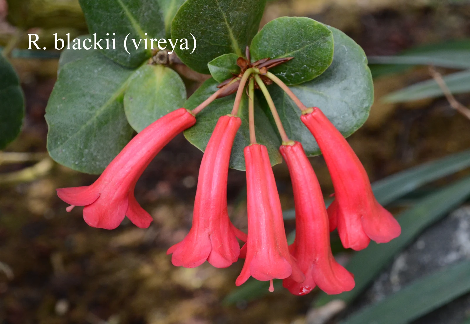R. blackii photo of R. blackii. Location: Fearing's Farm Nursery, Abbotsford, BC, Canada. Photo by: Harold Fearing