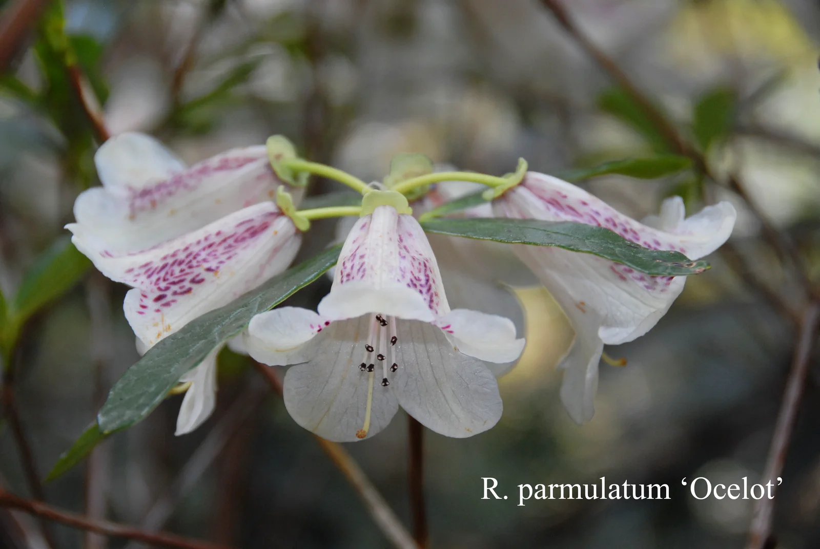 R. parmulatum 'Ocelot' photo of R. parmulatum 'Ocelot'. Location: Fearing's Farm Nursery, Abbotsford, BC, Canada. Photo by: Harold Fearing