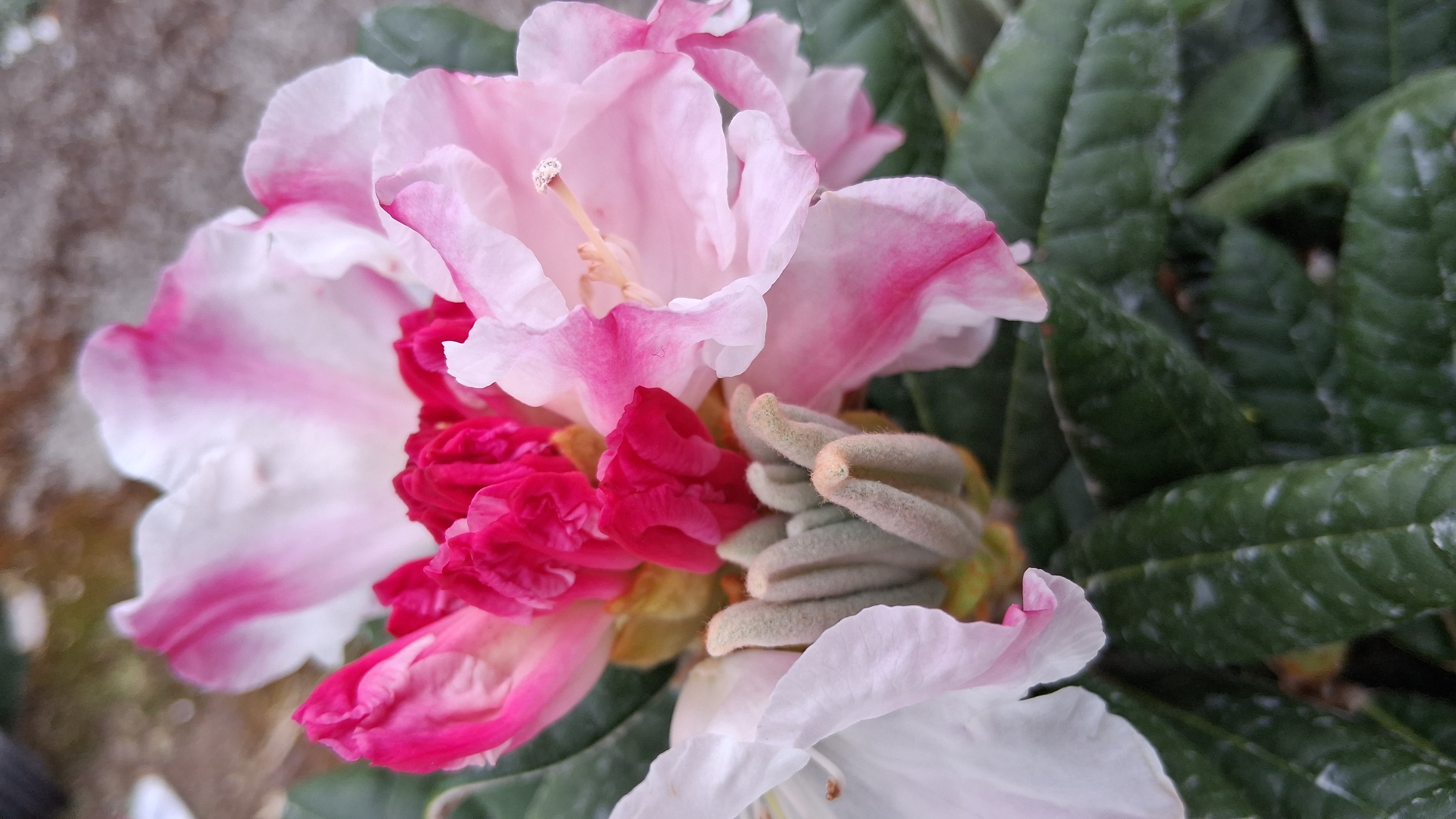 Rhododendron Kodiak photo
