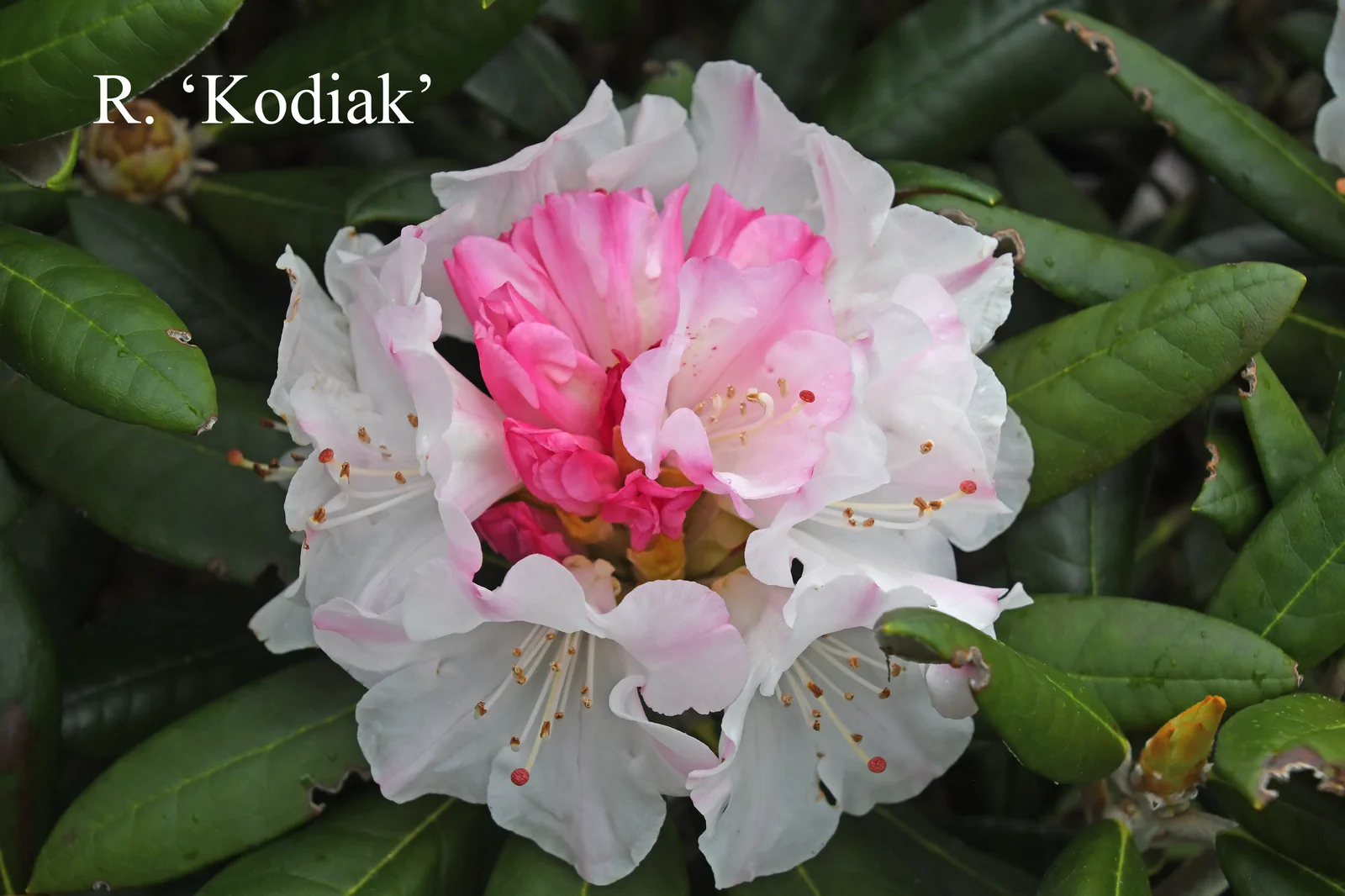 R. 'Kodiak' photo of R. 'Kodiak'. Location: Fearing's Farm Nursery, Abbotsford, BC, Canada. Photo by: Harold Fearing