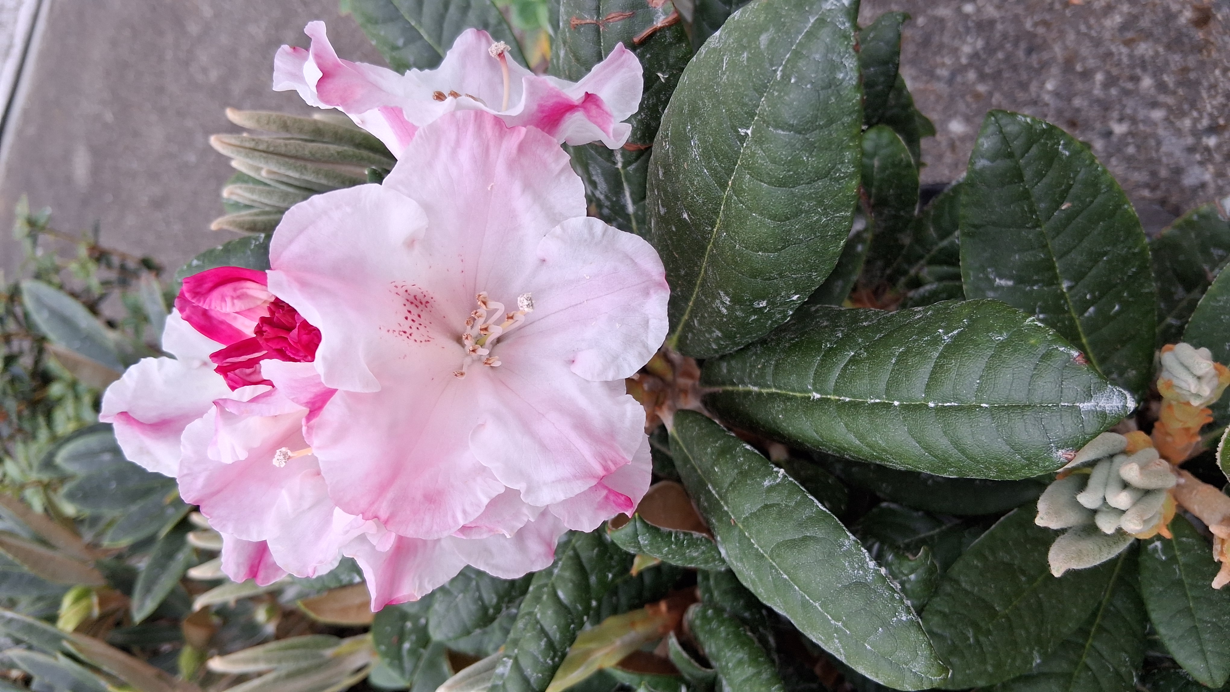 Rhododendron Kodiak photo