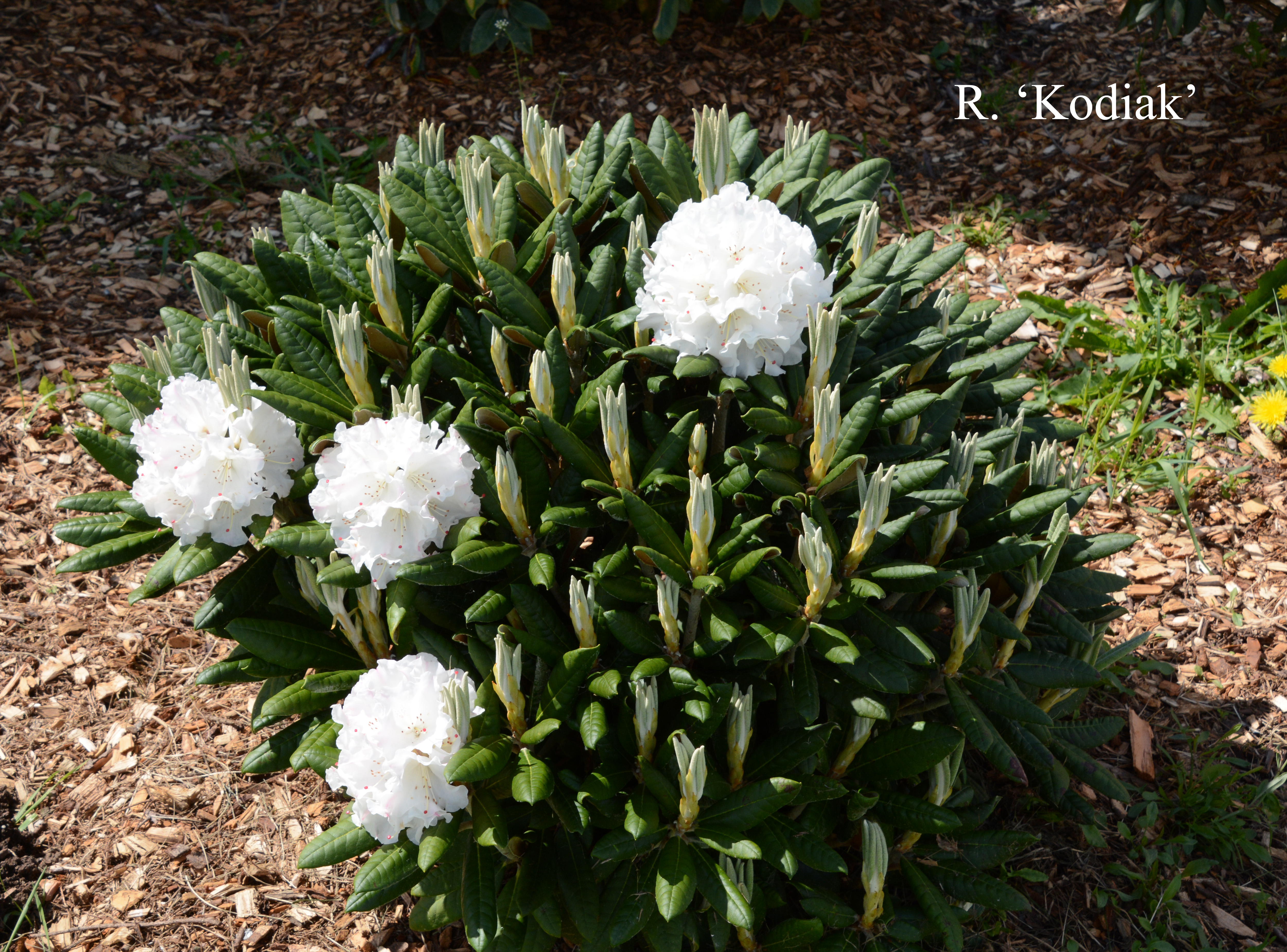 Rhododendron Kodiak photo