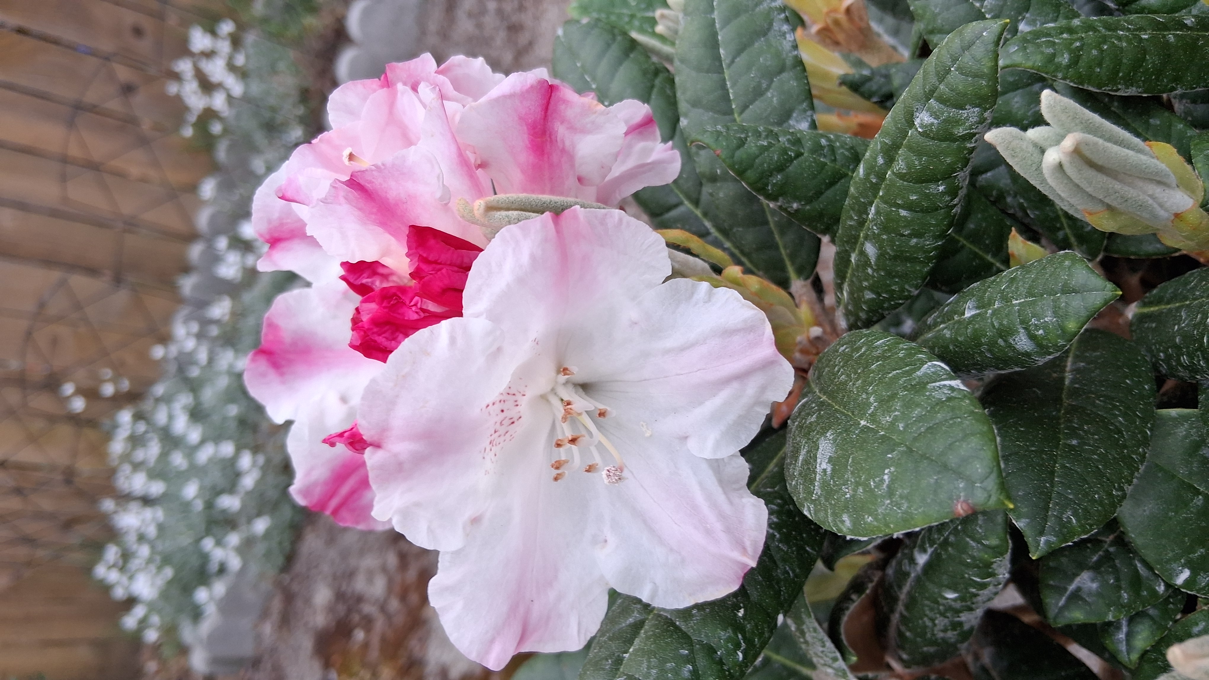 Rhododendron Kodiak photo