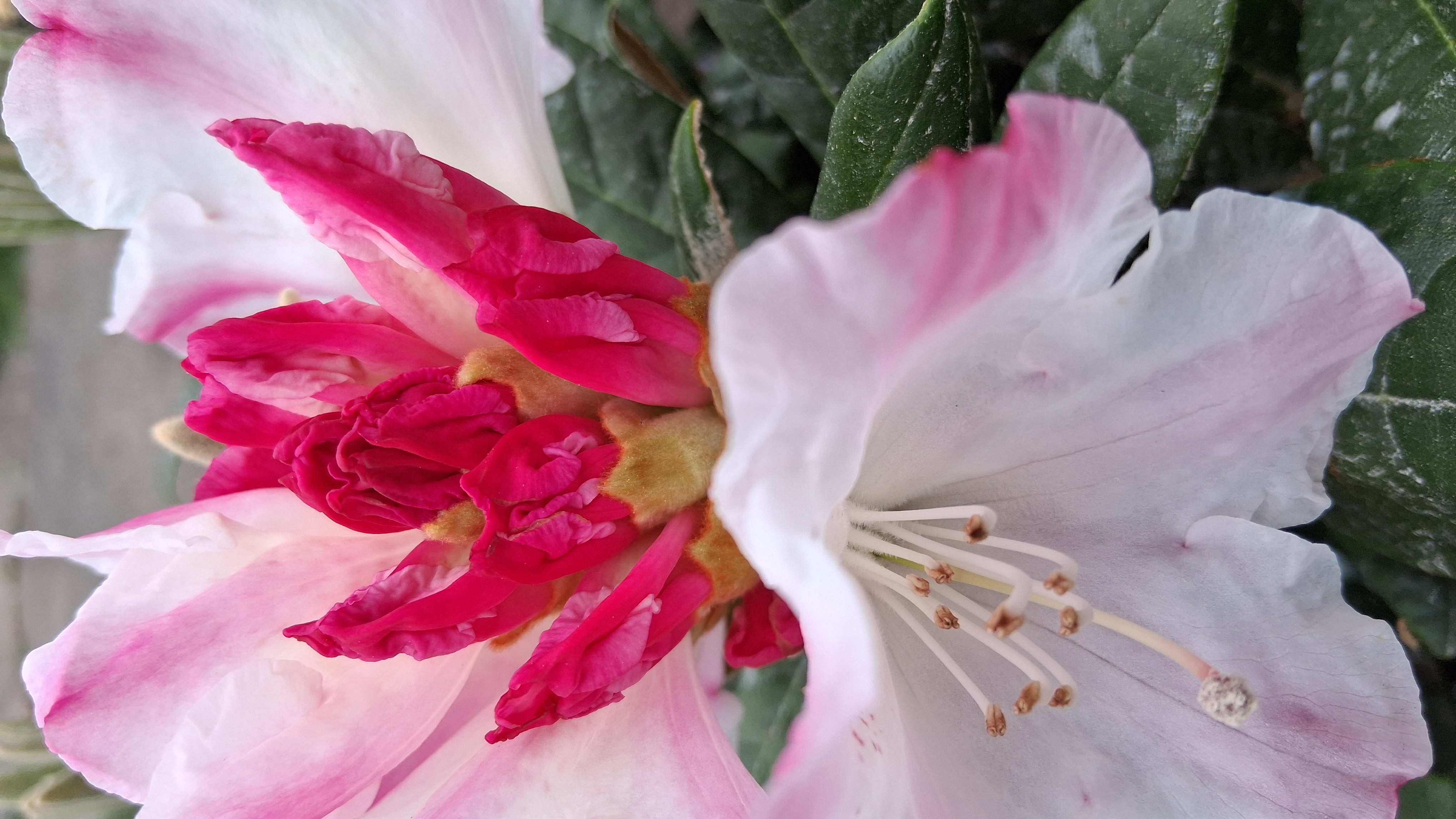 Rhododendron Kodiak photo