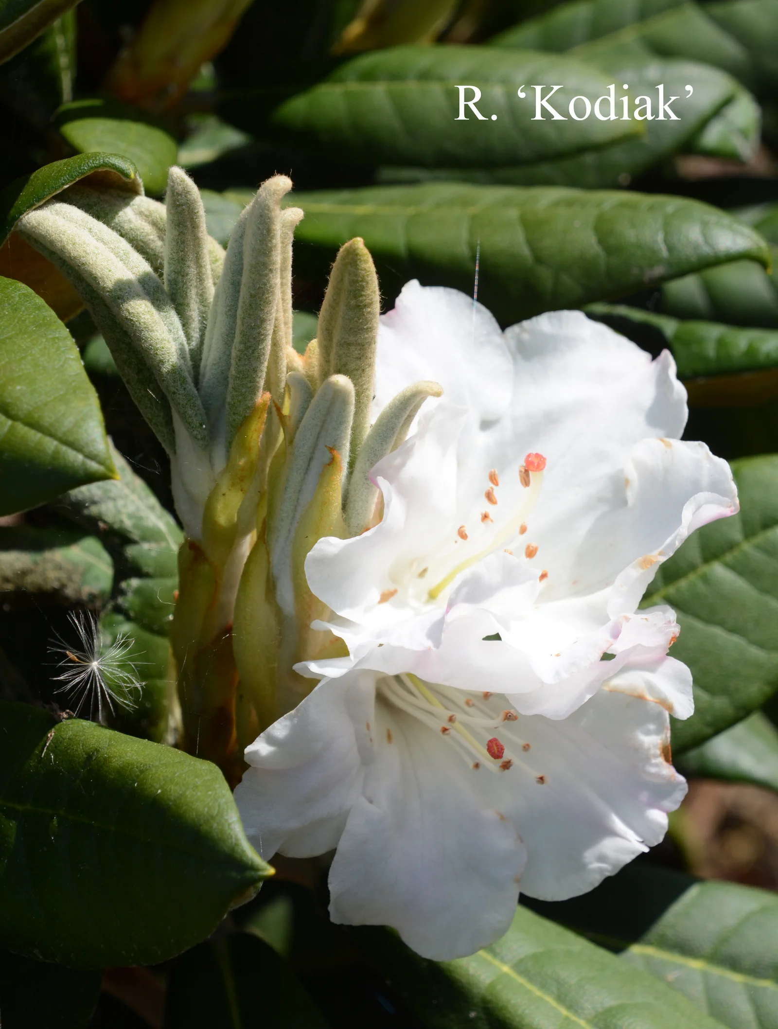R. 'Kodiak' photo of R. 'Kodiak'. Location: Fearing's Farm Nursery, Abbotsford, BC, Canada. Photo by: Harold Fearing