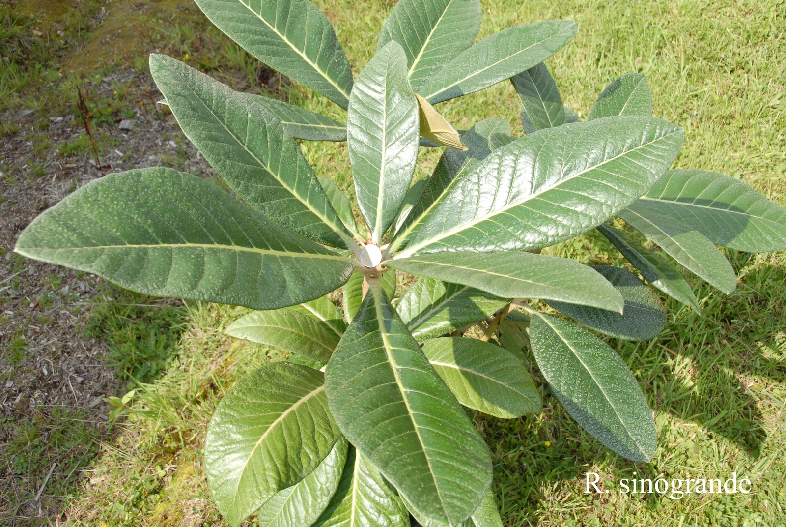 R. sinogrande photo of R. sinogrande. Leaves. Location: Fearing's Farm Nursery, Abbotsford, BC, Canada. Photo by: Harold Fearing