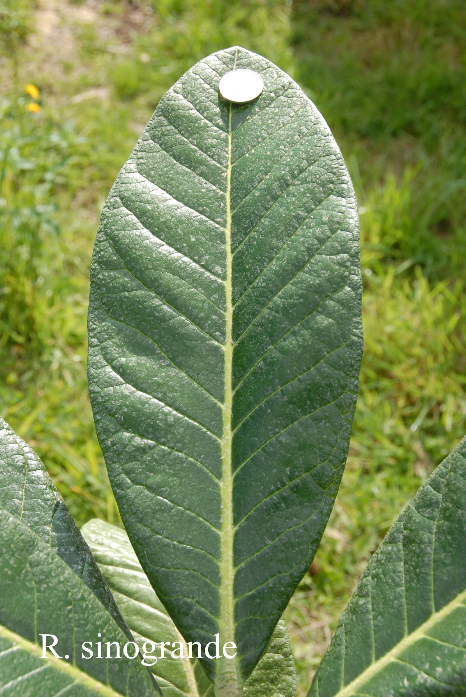 R. sinogrande photo of R. sinogrande. Leaves. Location: Fearing's Farm Nursery, Abbotsford, BC, Canada. Photo by: Harold Fearing