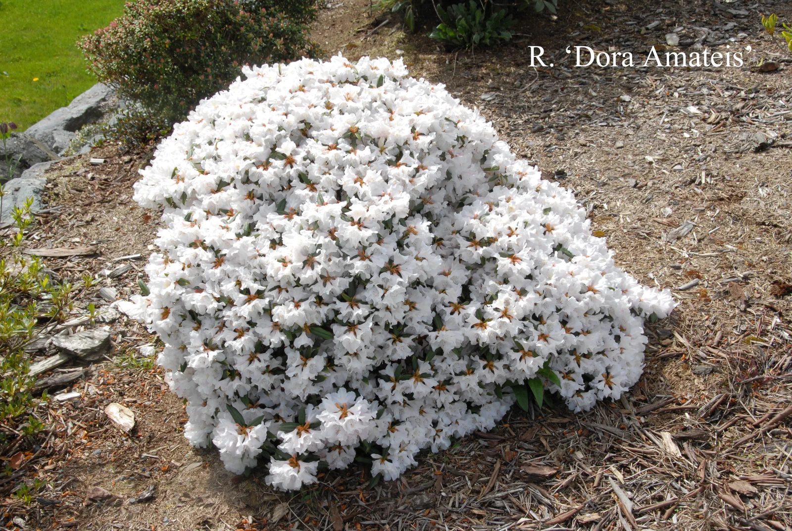 R. 'Dora Amateis' photo of R. 'Dora Amateis'. Location: Fearing's Farm Nursery, Abbotsford, BC, Canada. Photo by: Harold Fearing