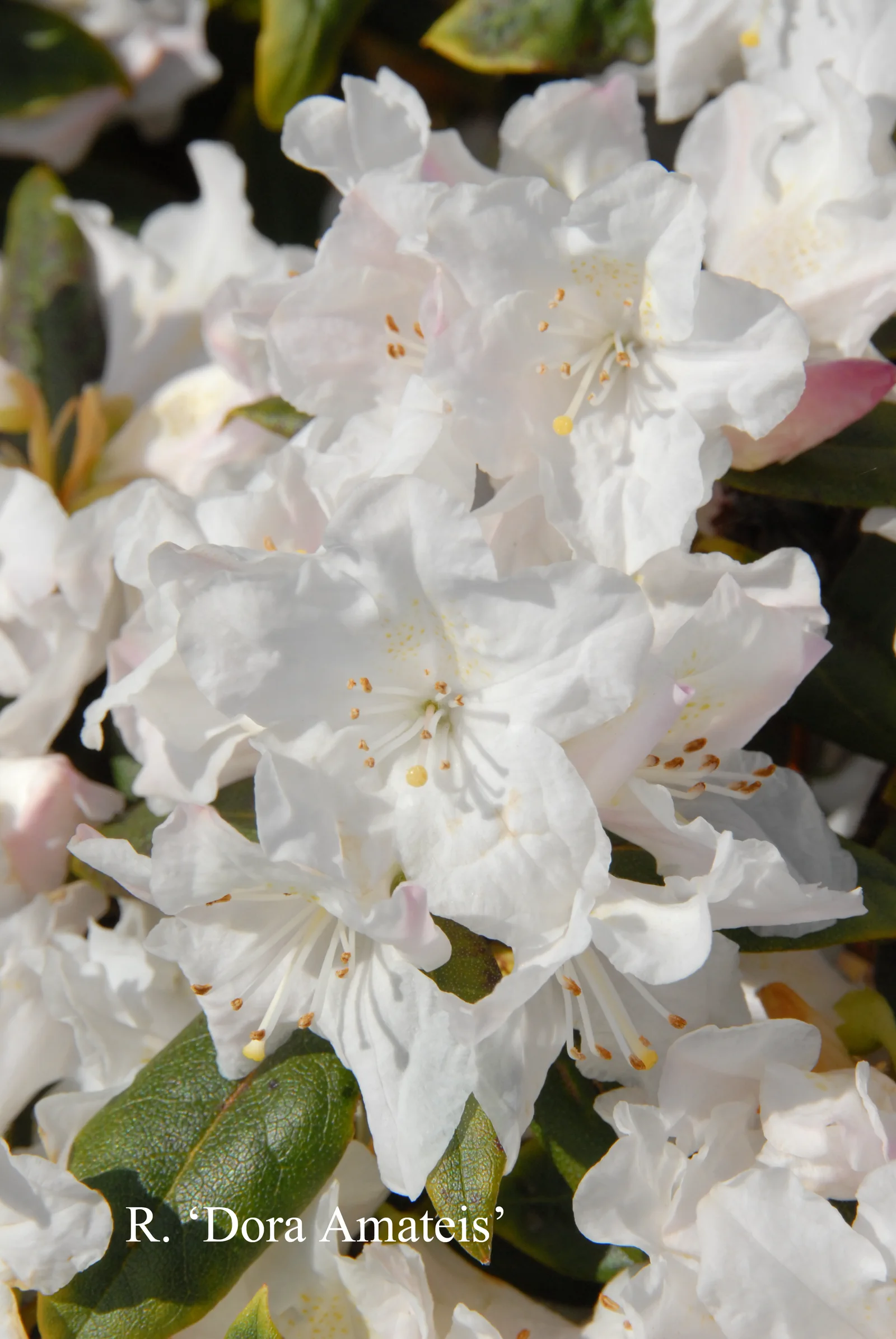 R. 'Dora Amateis' photo of R. 'Dora Amateis'. Location: Fearing's Farm Nursery, Abbotsford, BC, Canada. Photo by: Harold Fearing