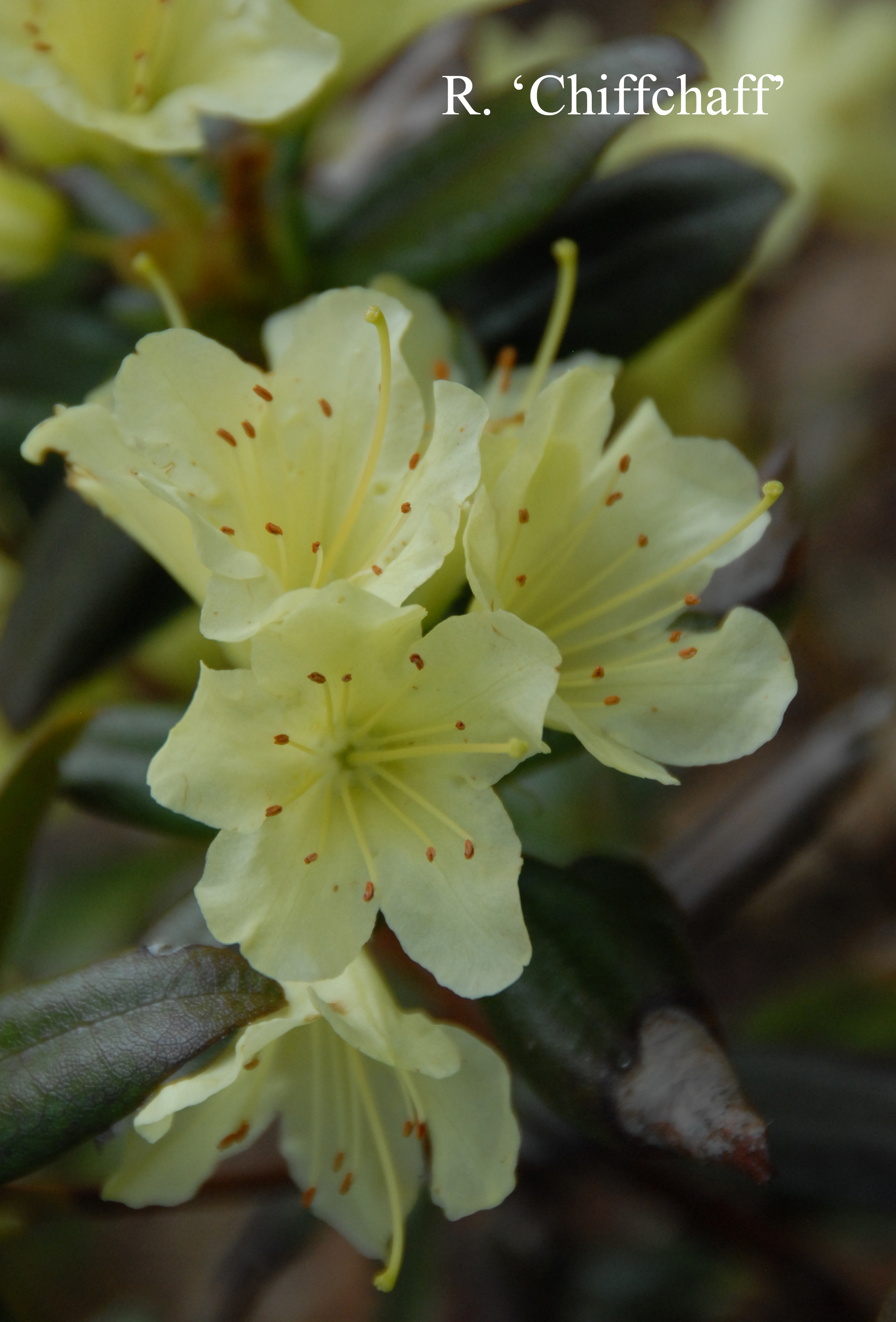 Rhododendron Chiffchaff photo