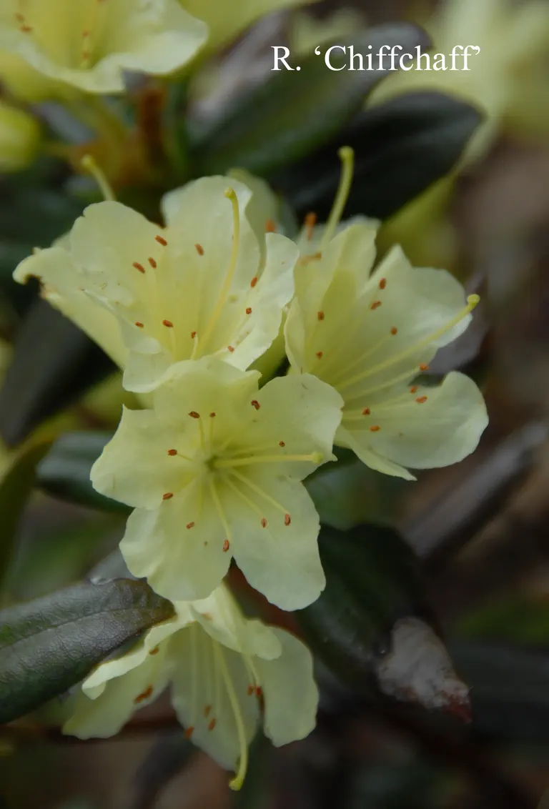 Photo of R. 'Chiffchaff', Rhododendron Hybrid