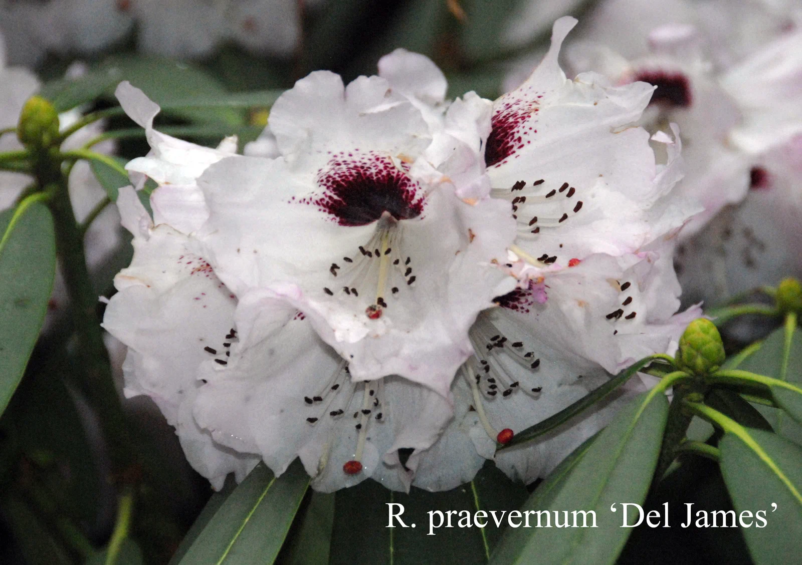 R. taggianum 'Del James' photo of R. taggianum 'Del James'. Location: Fearing's Farm Nursery, Abbotsford, BC, Canada. Photo by: Harold Fearing