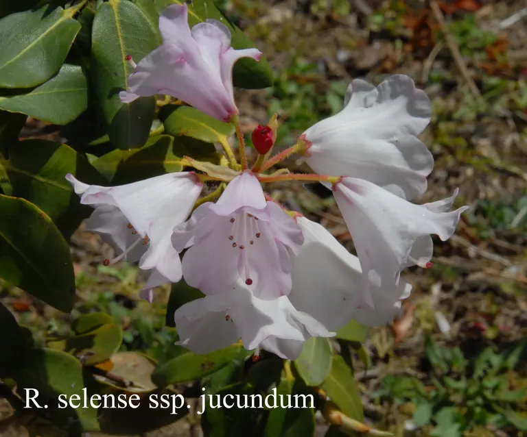 Photo of R. selense ssp jucundum, Species