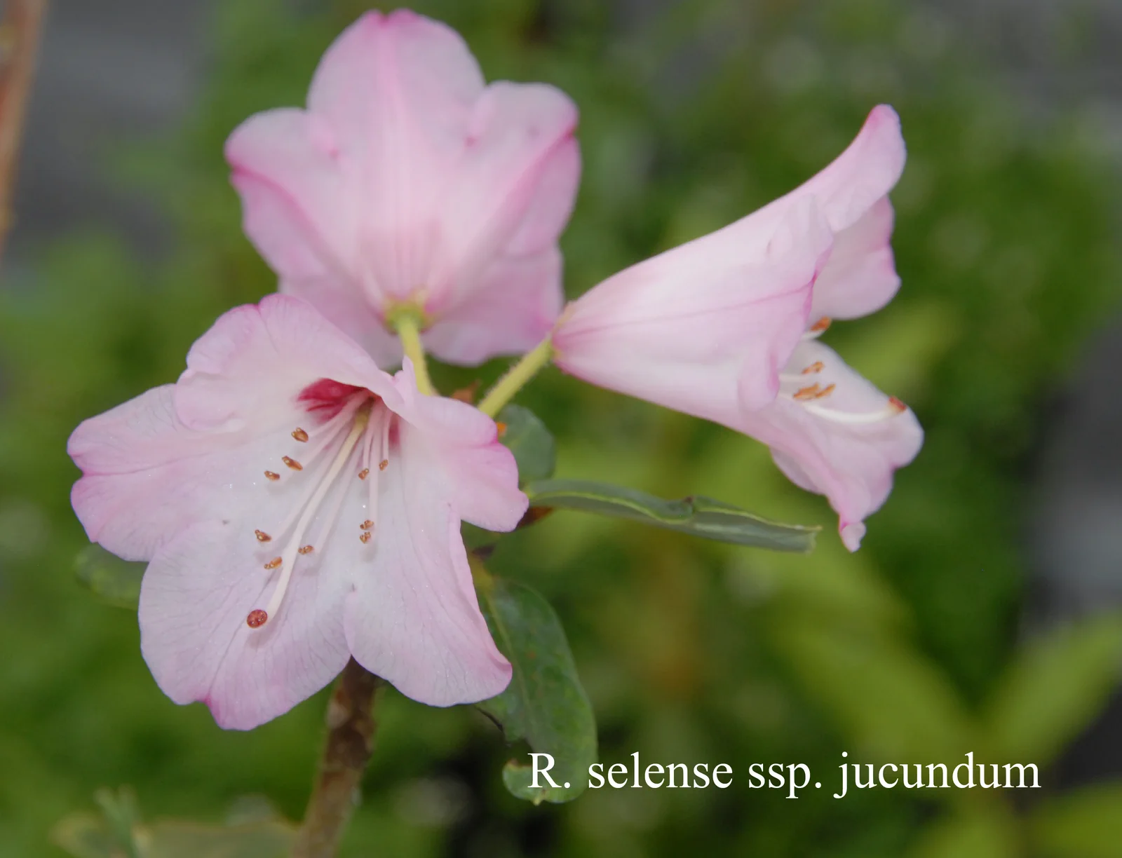 R. selense ssp jucundum photo of R. selense ssp jucundum. Location: Fearing's Farm Nursery, Abbotsford, BC, Canada. Photo by: Harold Fearing