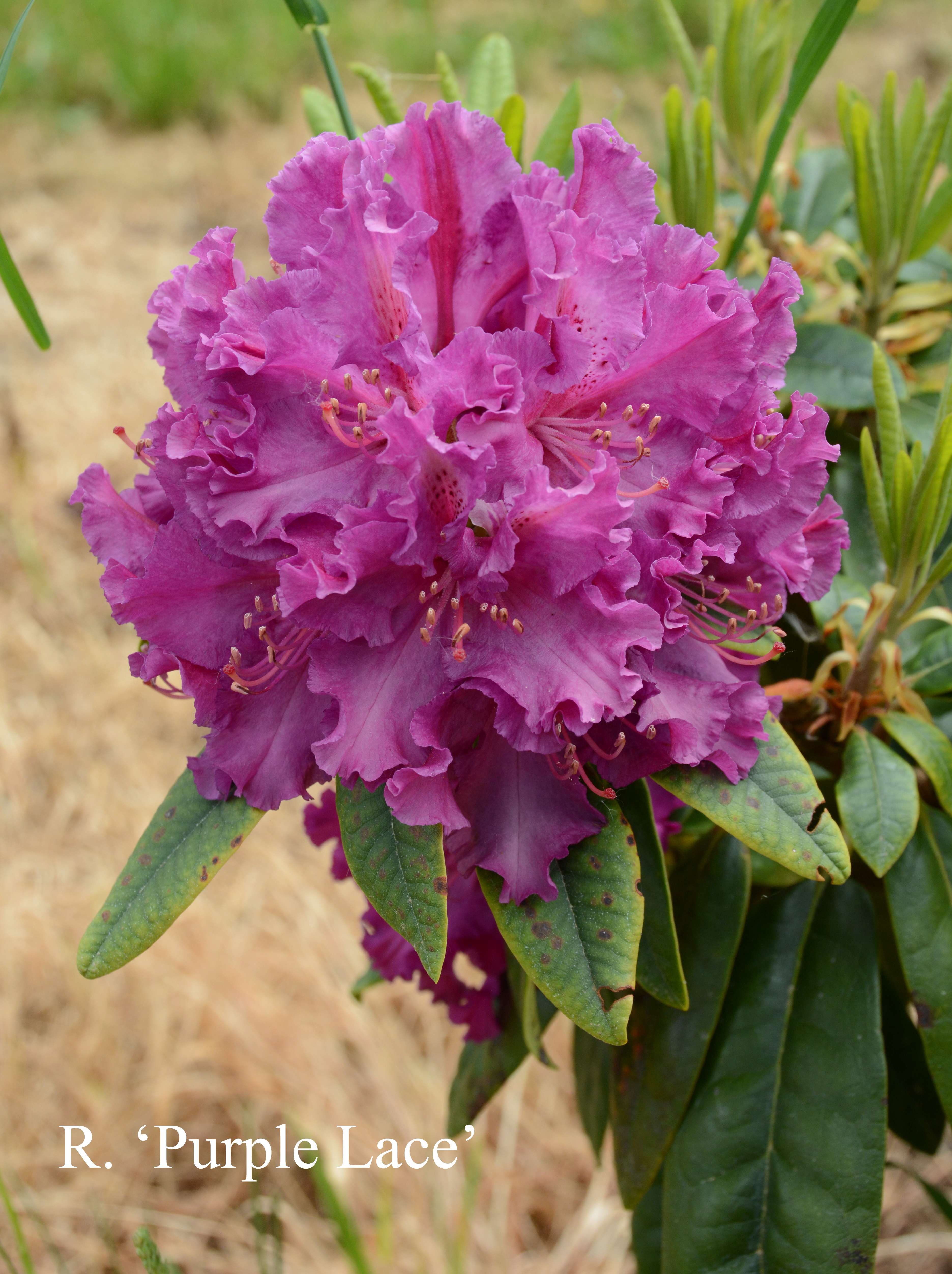Rhododendron Purple Lace photo