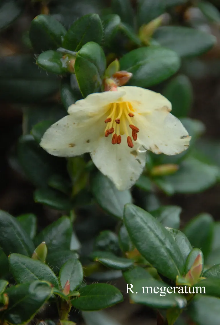 Photo of R. megeratum, Species