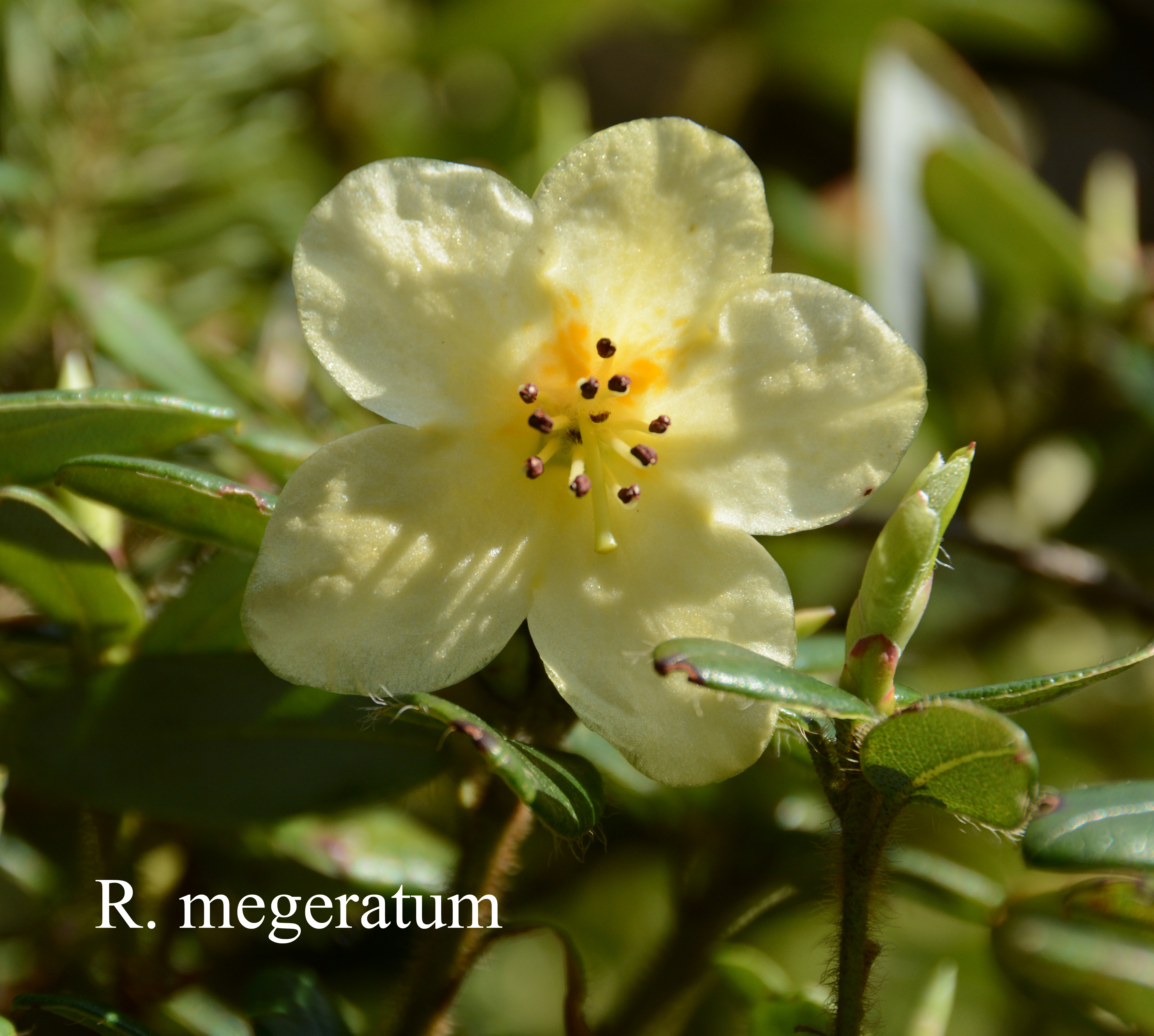 Rhododendron megeratum photo