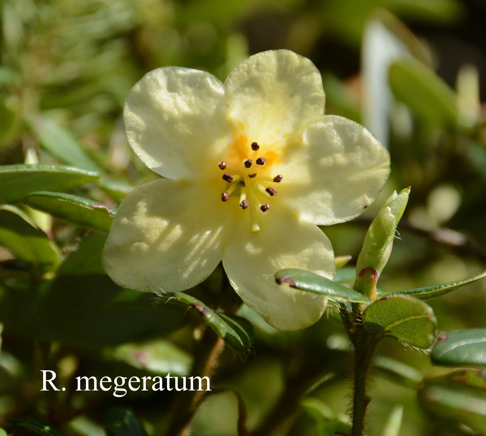 R. megeratum photo of R. megeratum. Location: Fearing's Farm Nursery, Abbotsford, BC, Canada. Photo by: Harold Fearing