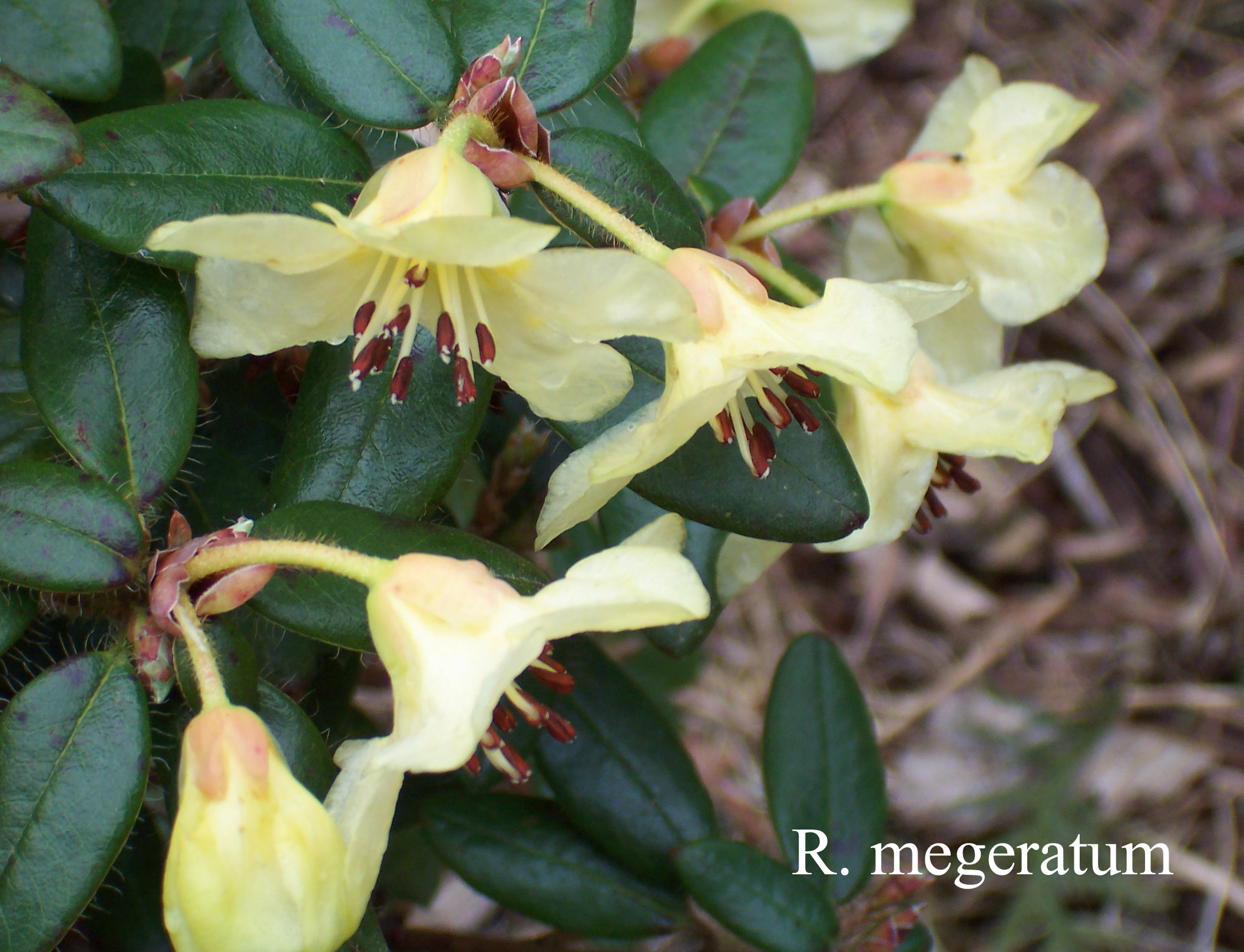 Rhododendron megeratum photo