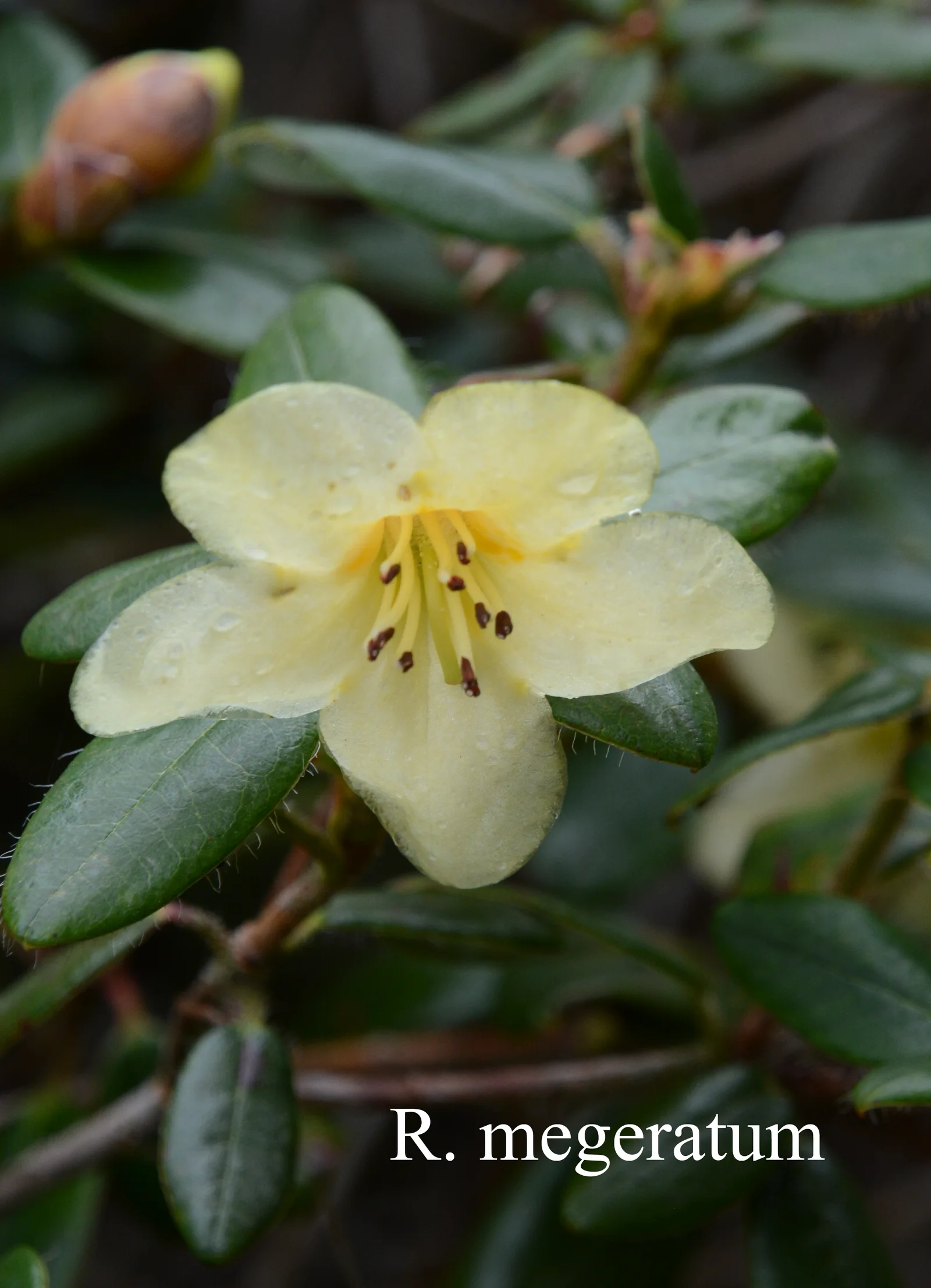 R. megeratum photo of R. megeratum. Location: Fearing's Farm Nursery, Abbotsford, BC, Canada. Photo by: Harold Fearing