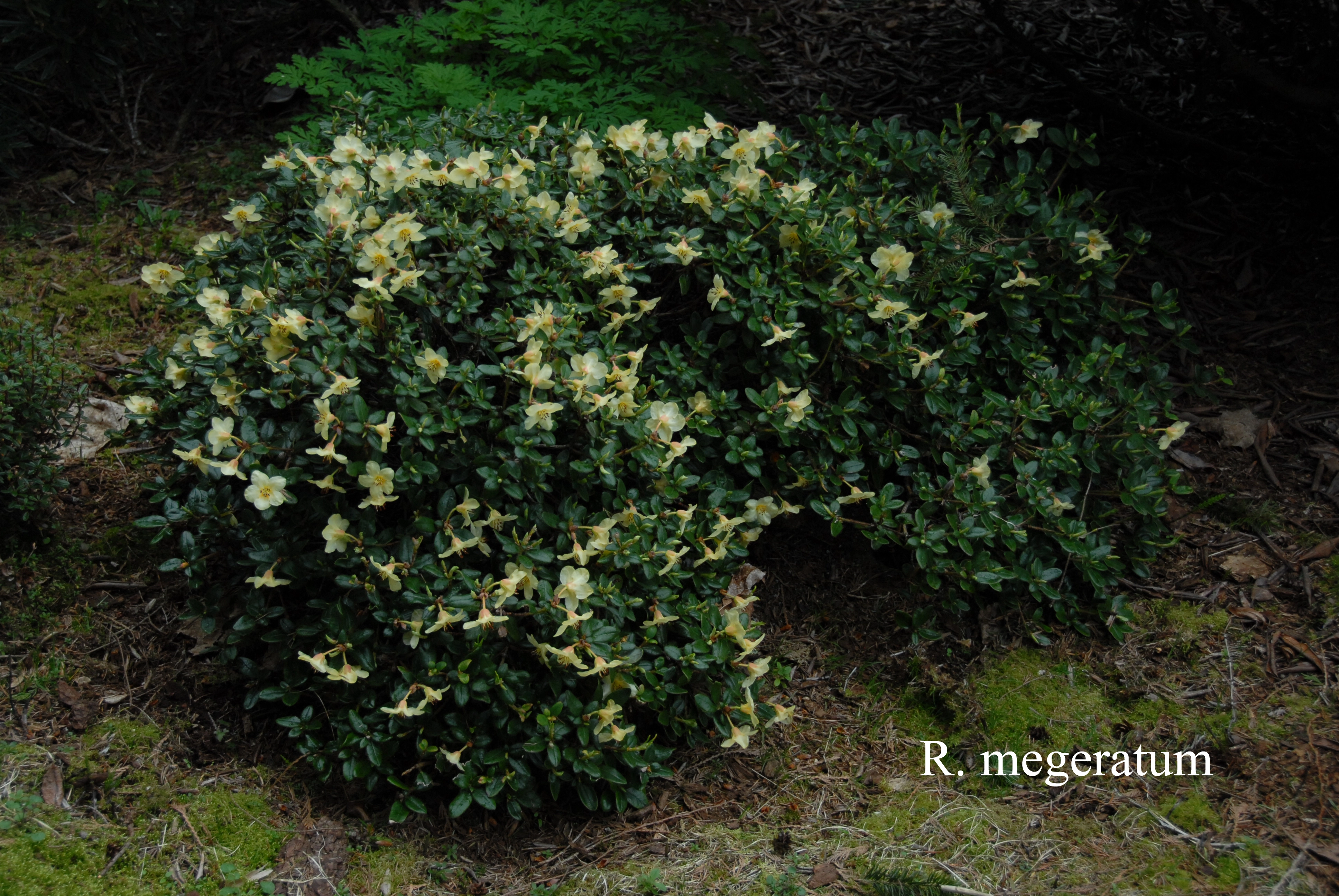 Rhododendron megeratum photo