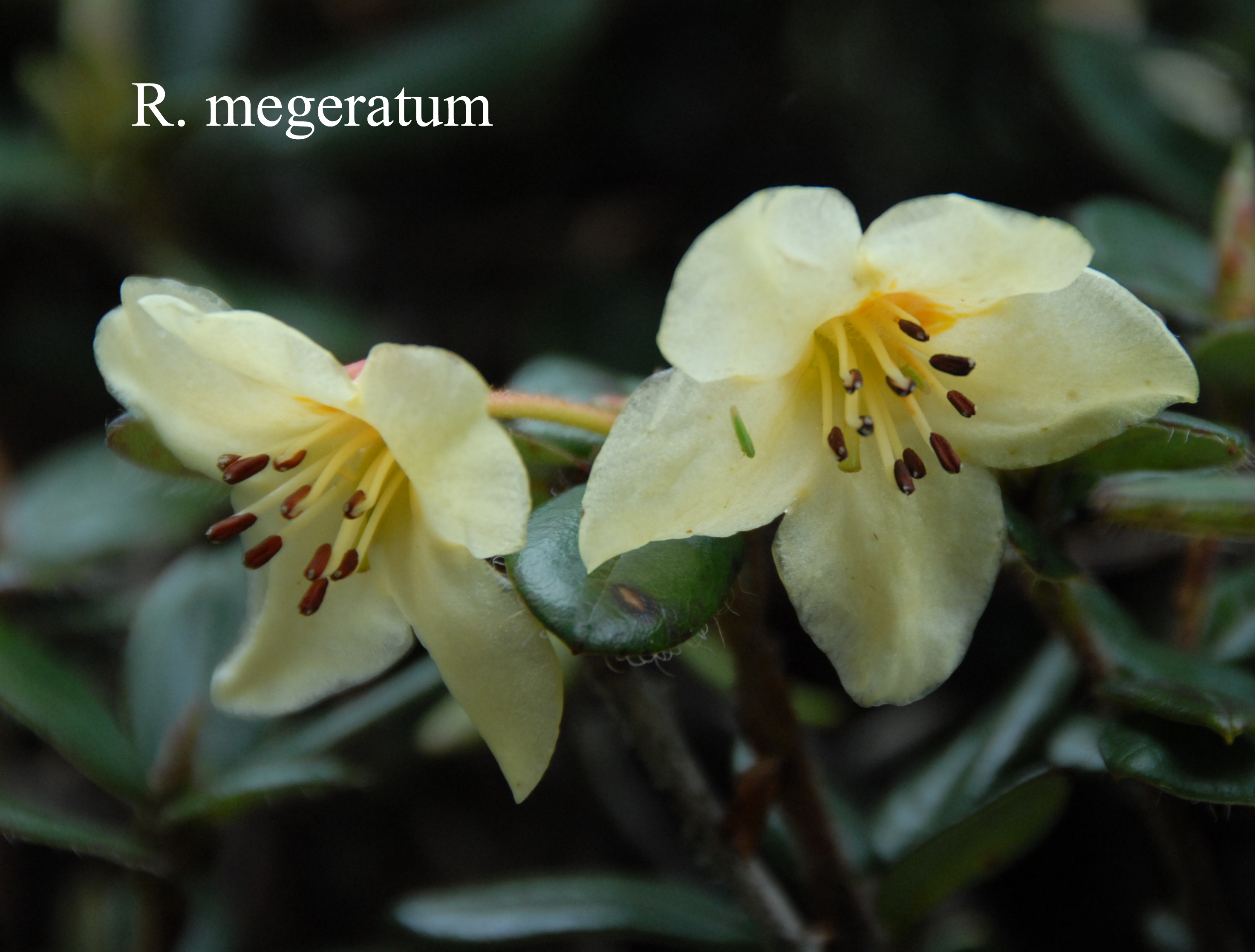 Rhododendron megeratum photo