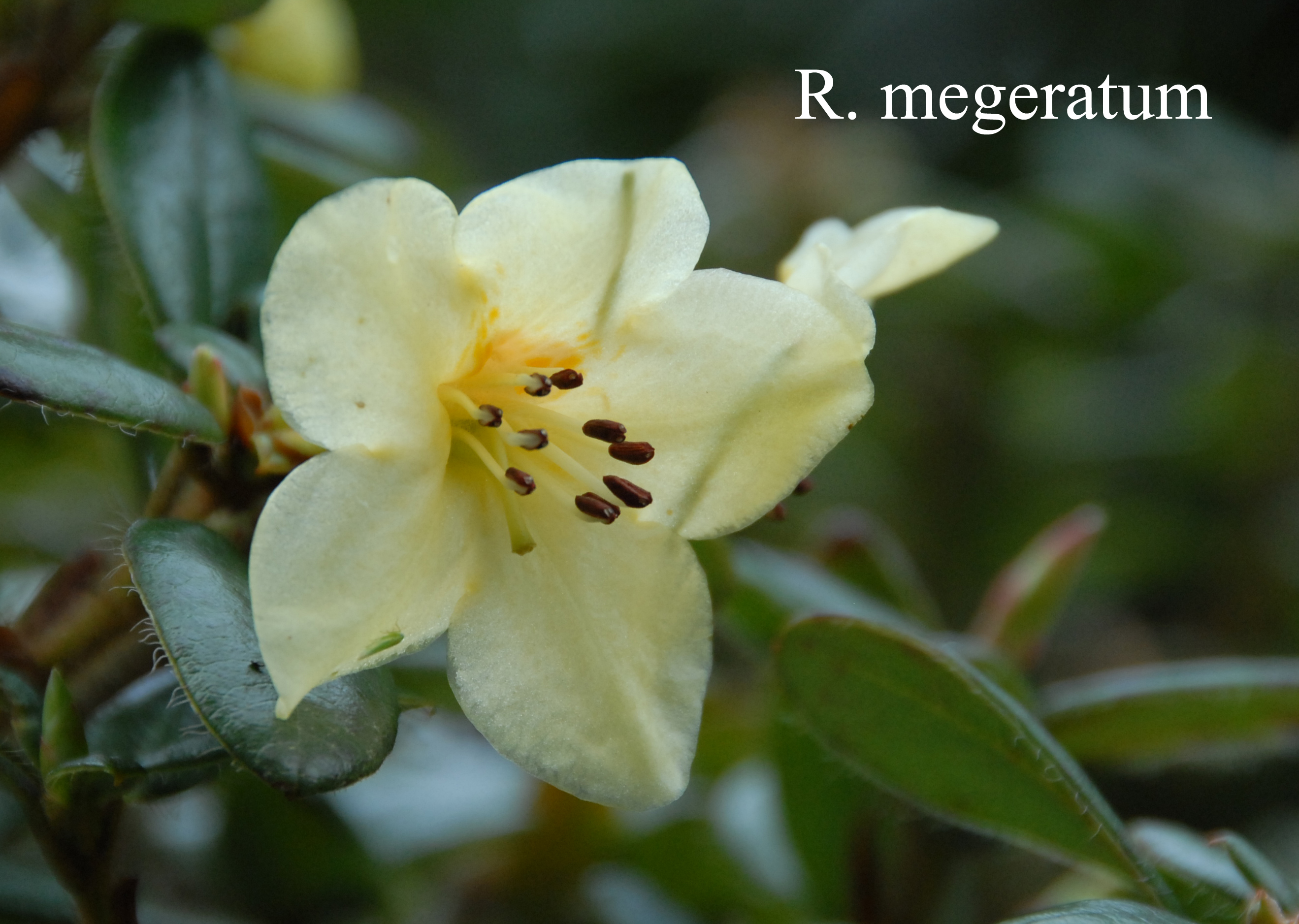 Rhododendron megeratum photo
