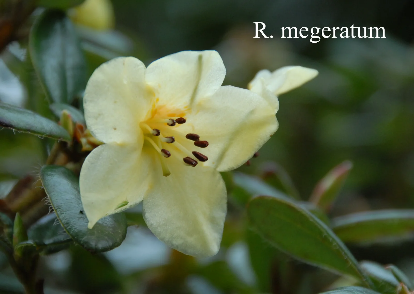 R. megeratum photo of R. megeratum. Location: Fearing's Farm Nursery, Abbotsford, BC, Canada. Photo by: Harold Fearing