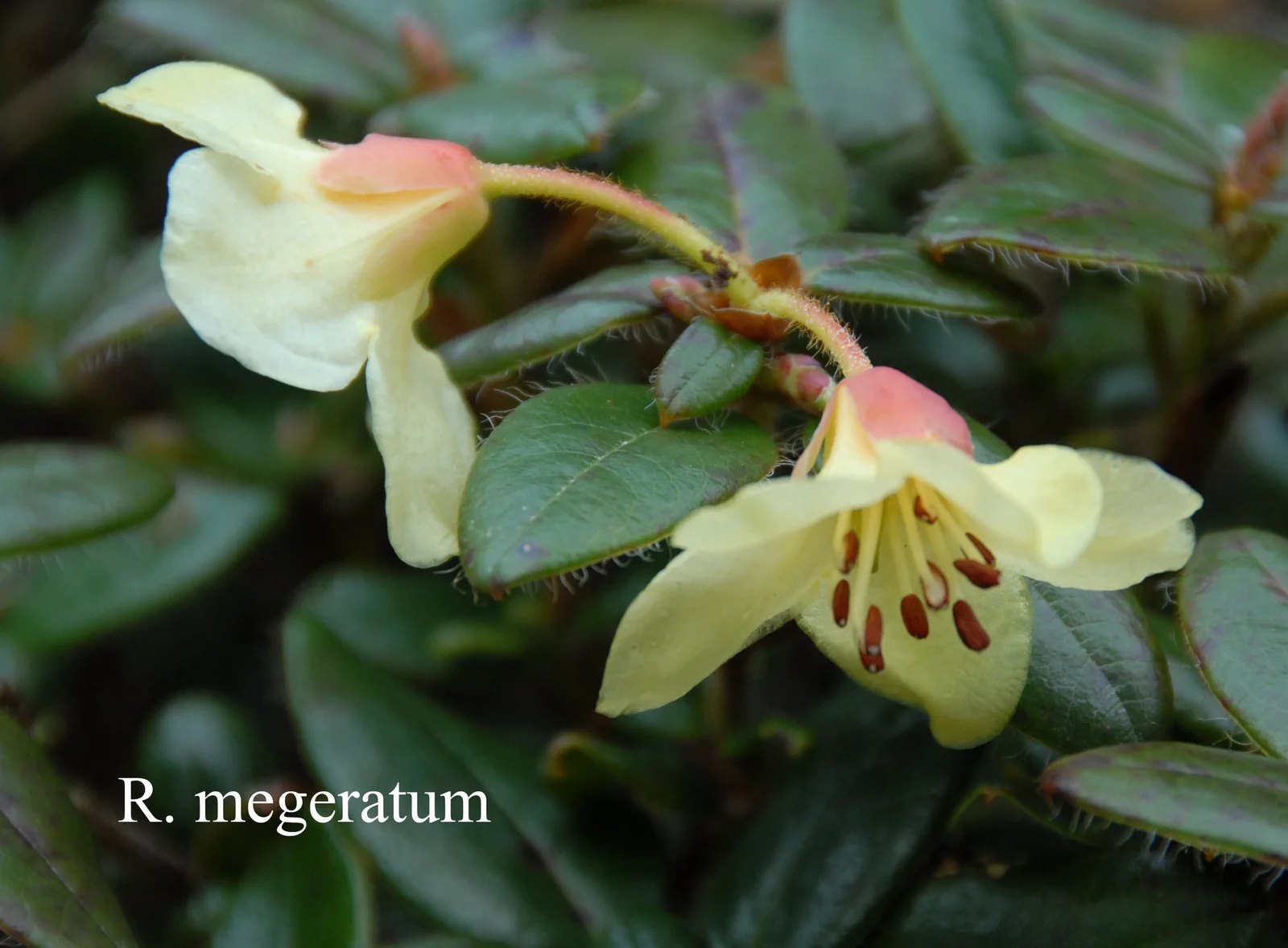R. megeratum photo of R. megeratum. Location: Fearing's Farm Nursery, Abbotsford, BC, Canada. Photo by: Harold Fearing