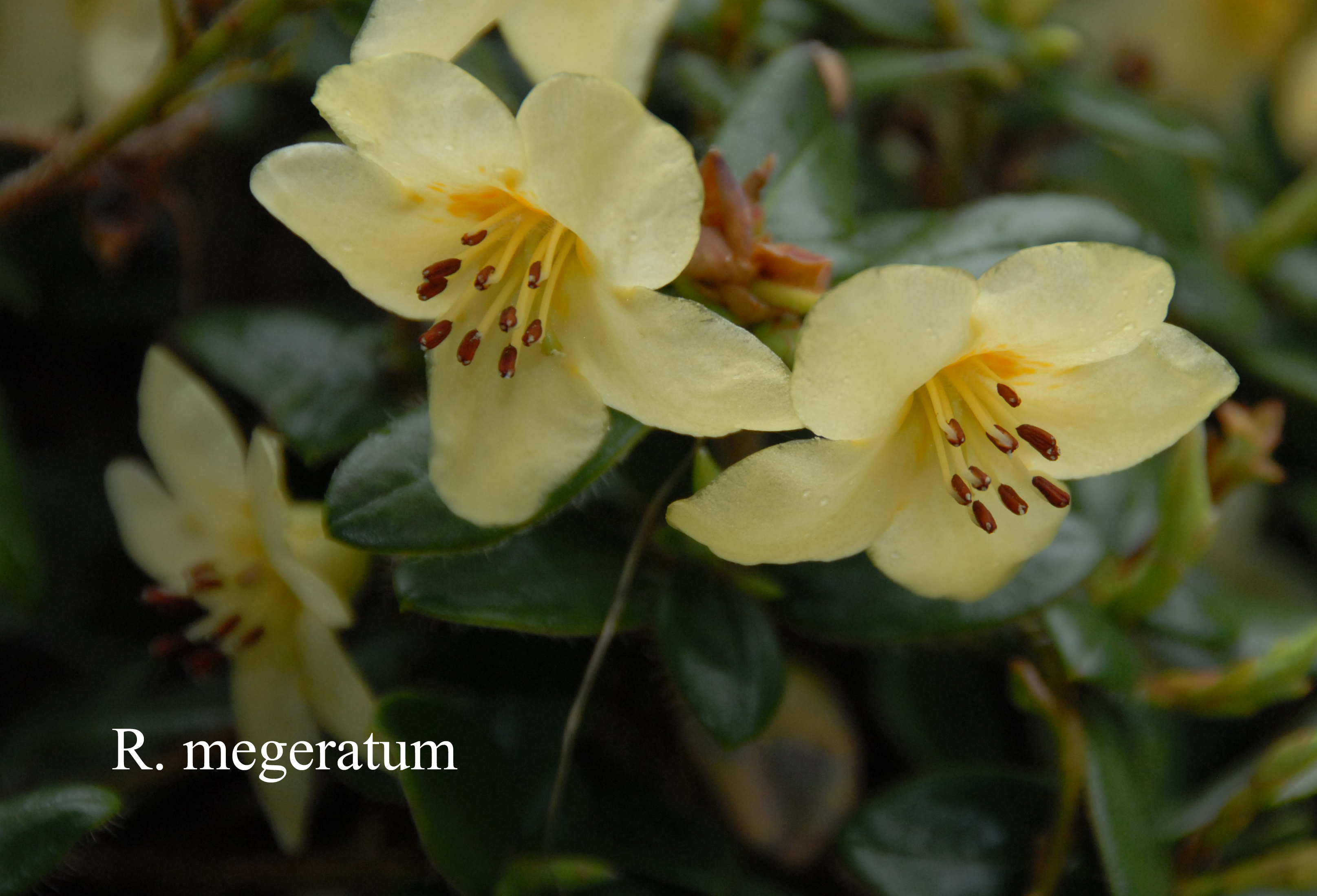 Rhododendron megeratum photo