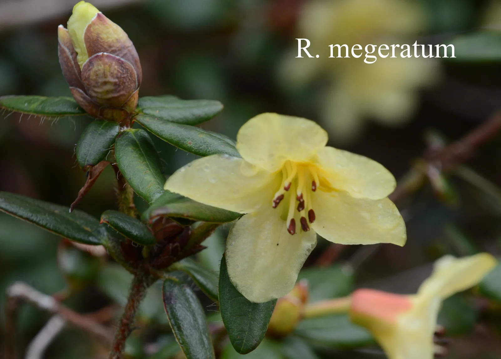 R. megeratum photo of R. megeratum. Location: Fearing's Farm Nursery, Abbotsford, BC, Canada. Photo by: Harold Fearing