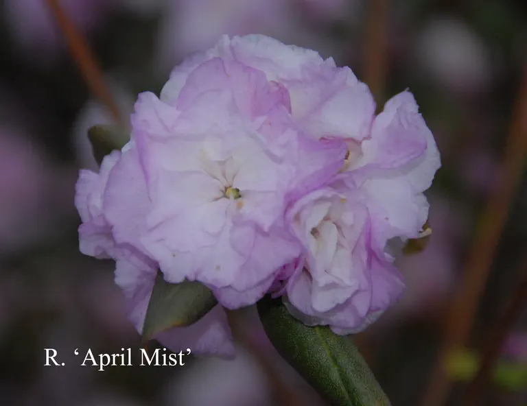 Photo of R. 'April Mist', Rhododendron Hybrid