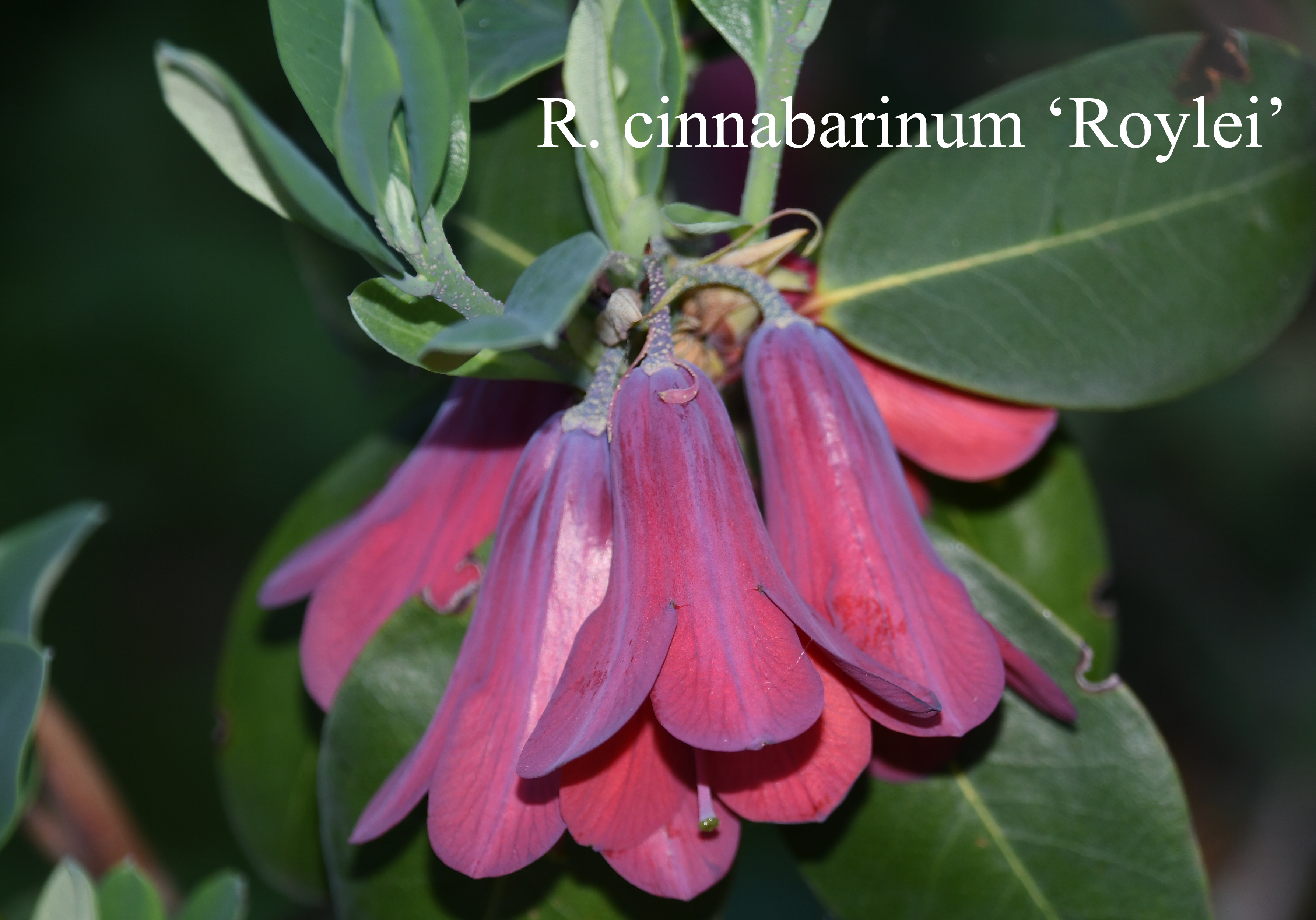 Rhododendron cinnabarinum ssp cinnabarinum Roylei Group photo