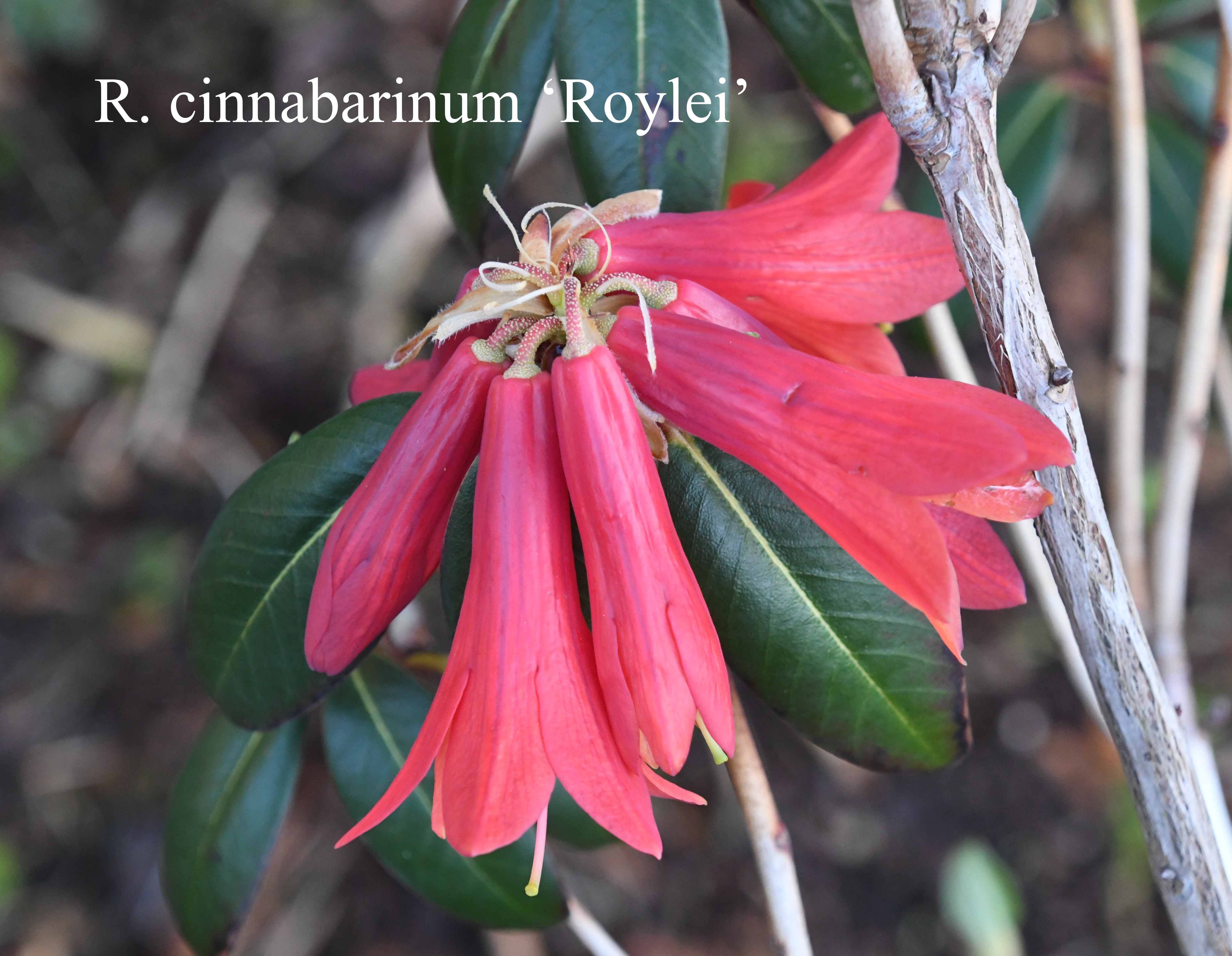 Rhododendron cinnabarinum ssp cinnabarinum Roylei Group photo