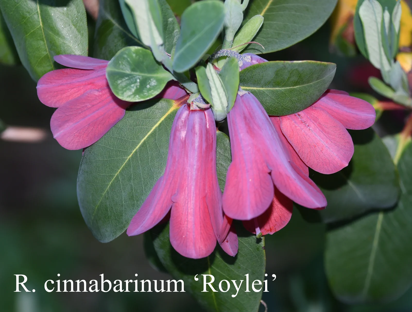 R. cinnabarinum ssp cinnabarinum Roylei Group photo of R. cinnabarinum ssp cinnabarinum Roylei Group. Location: Fearing's Farm Nursery, Abbotsford, BC, Canada. Photo by: Harold Fearing