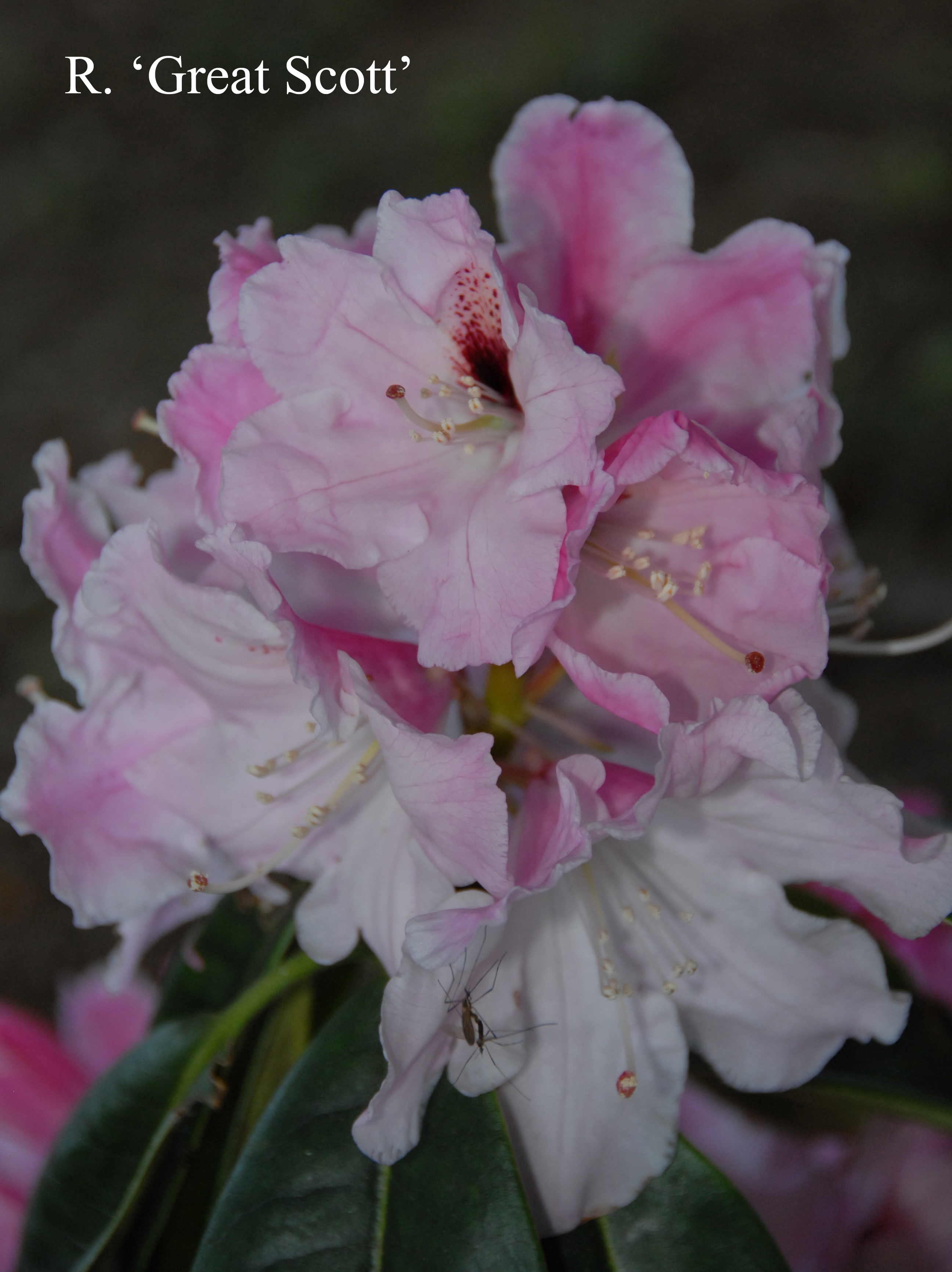 Rhododendron Great Scott photo