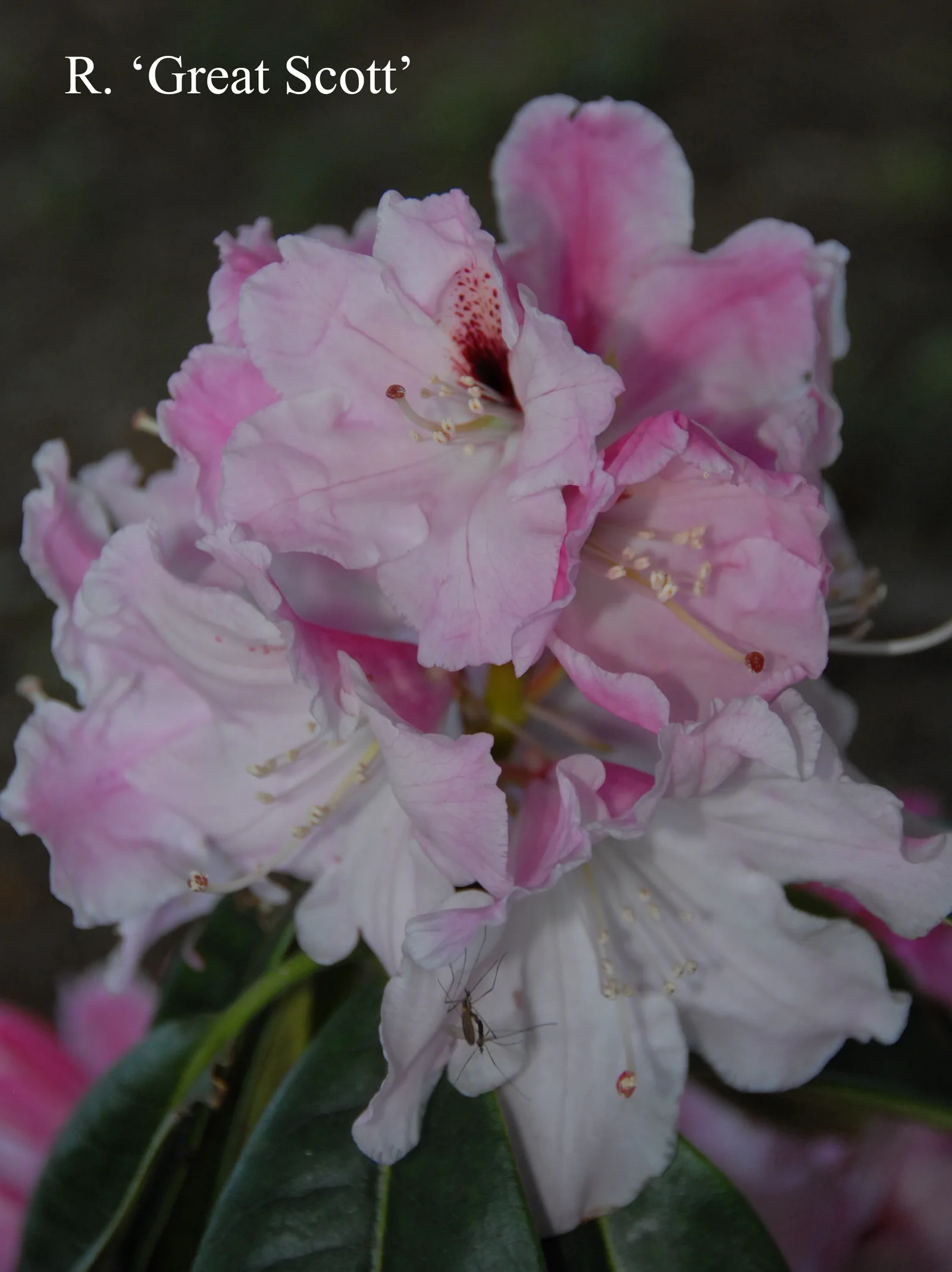 R. 'Great Scott' photo of R. 'Great Scott'. Location: Fearing's Farm Nursery, Abbotsford, BC, Canada. Photo by: Harold Fearing