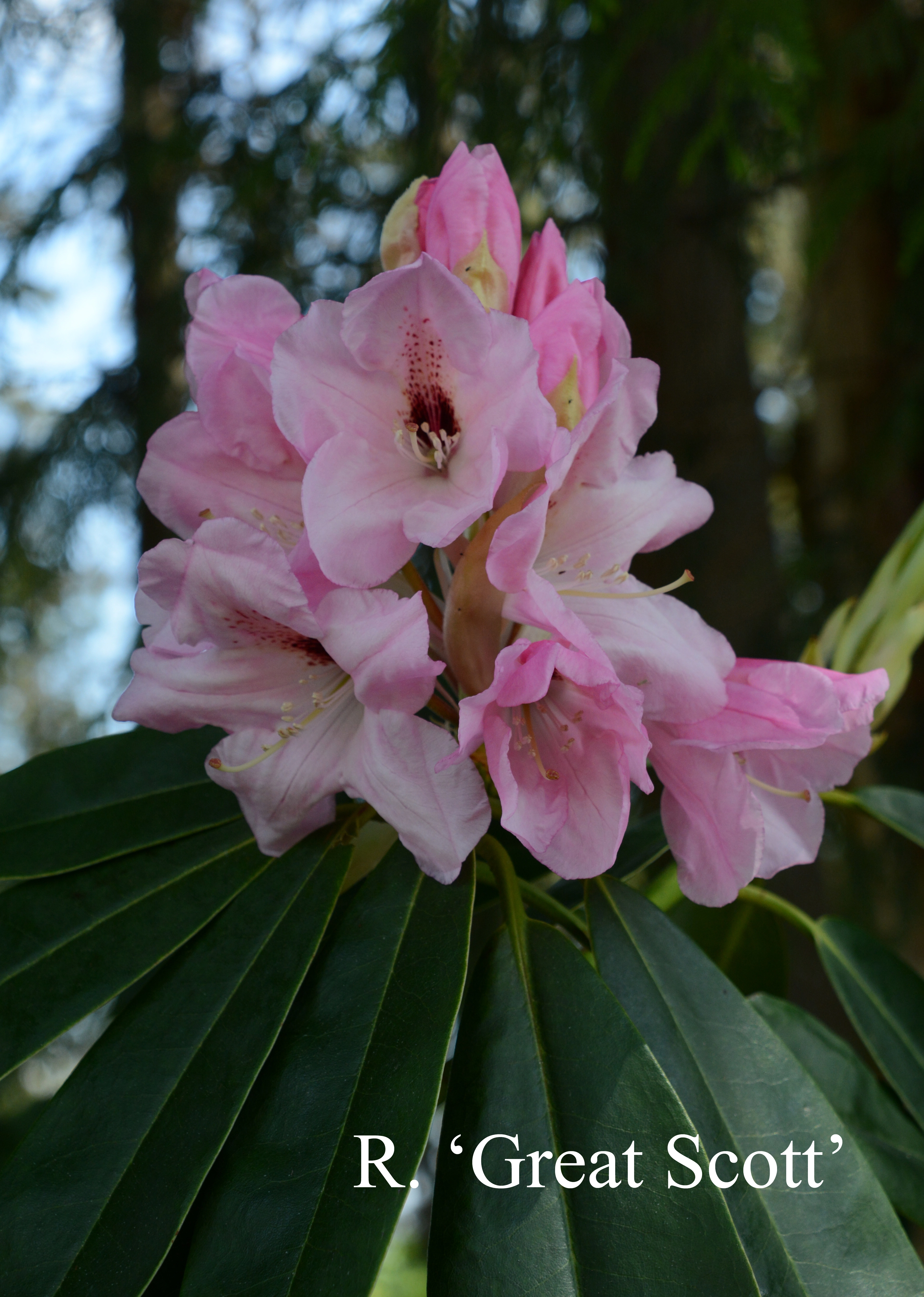 Rhododendron Great Scott photo