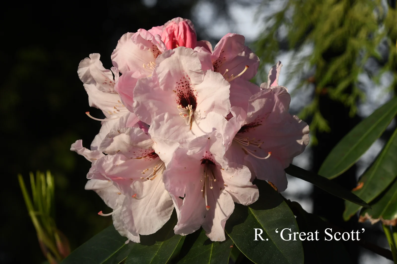 R. 'Great Scott' photo of R. 'Great Scott'. Location: Fearing's Farm Nursery, Abbotsford, BC, Canada. Photo by: Harold Fearing
