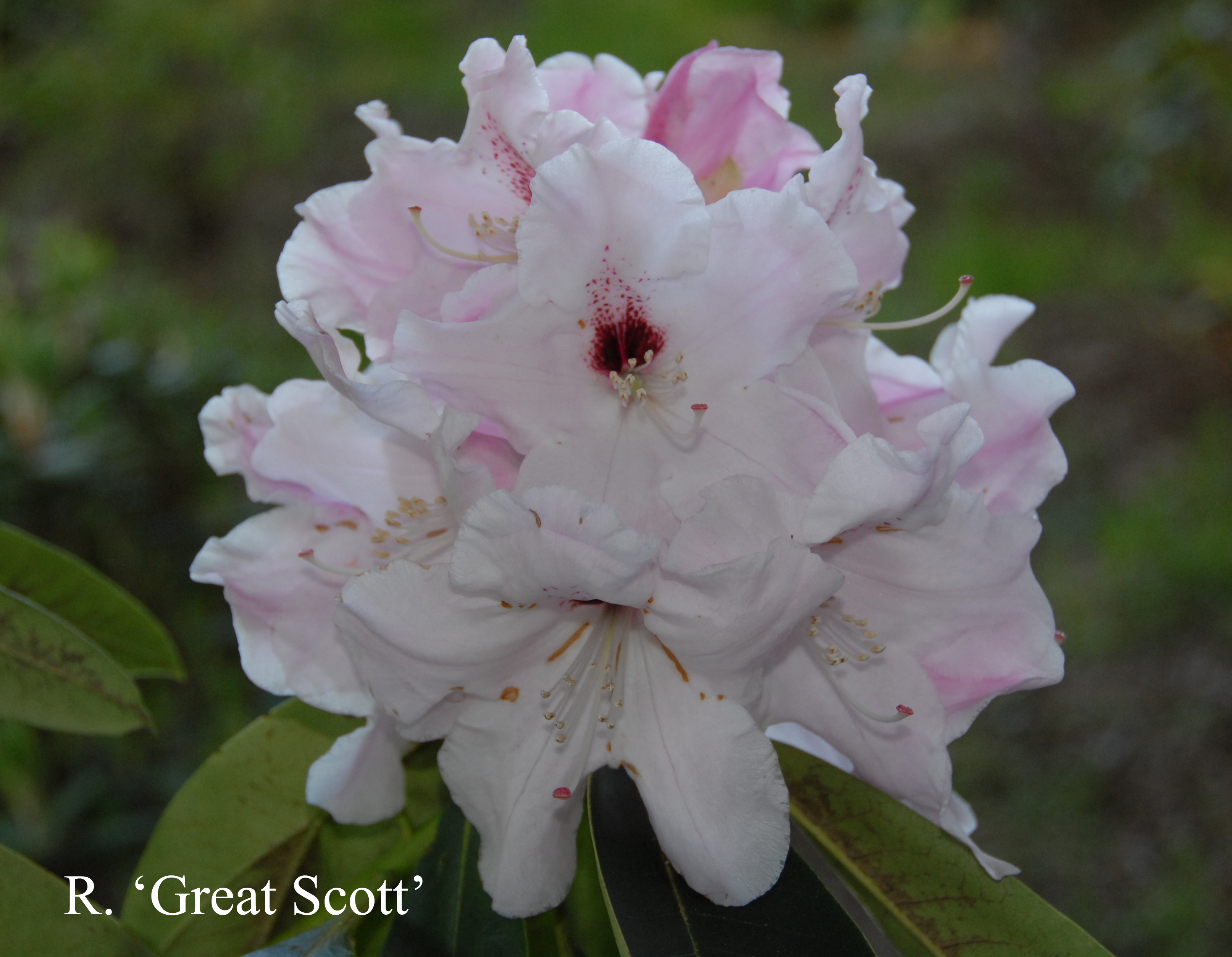 Rhododendron Great Scott photo