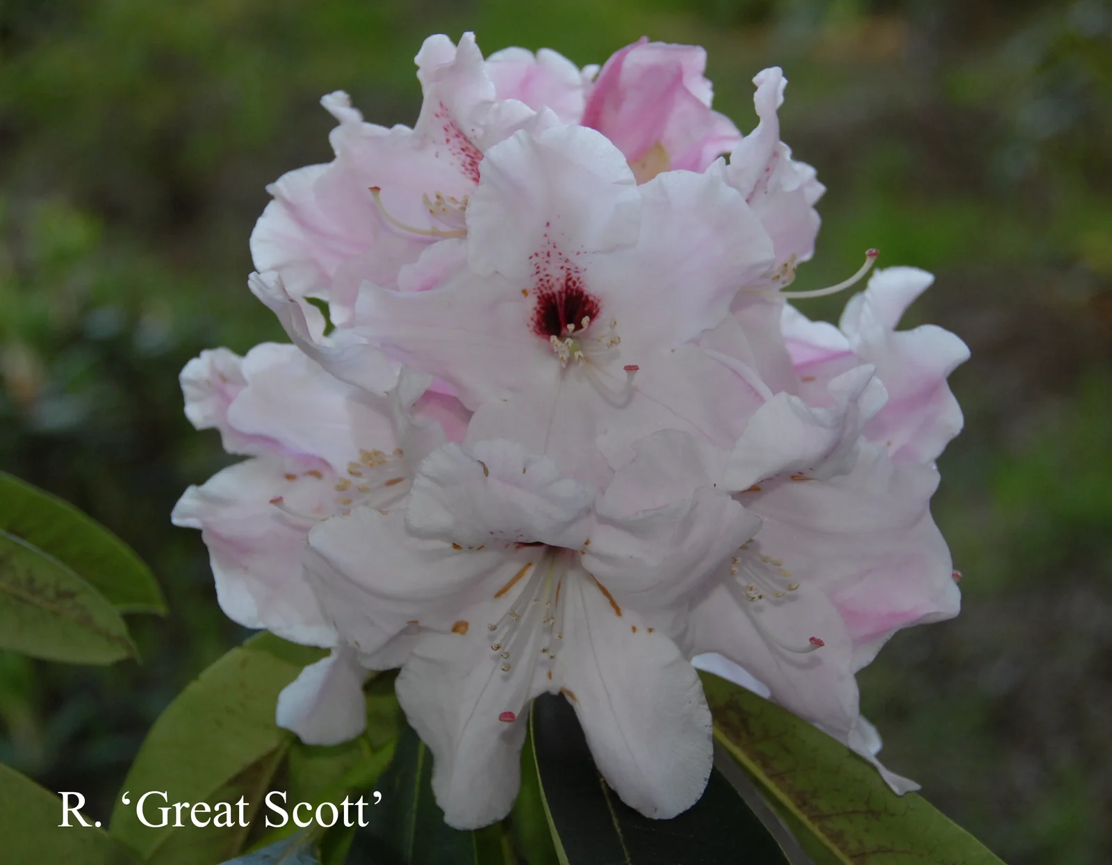 R. 'Great Scott' photo of R. 'Great Scott'. Location: Fearing's Farm Nursery, Abbotsford, BC, Canada. Photo by: Harold Fearing