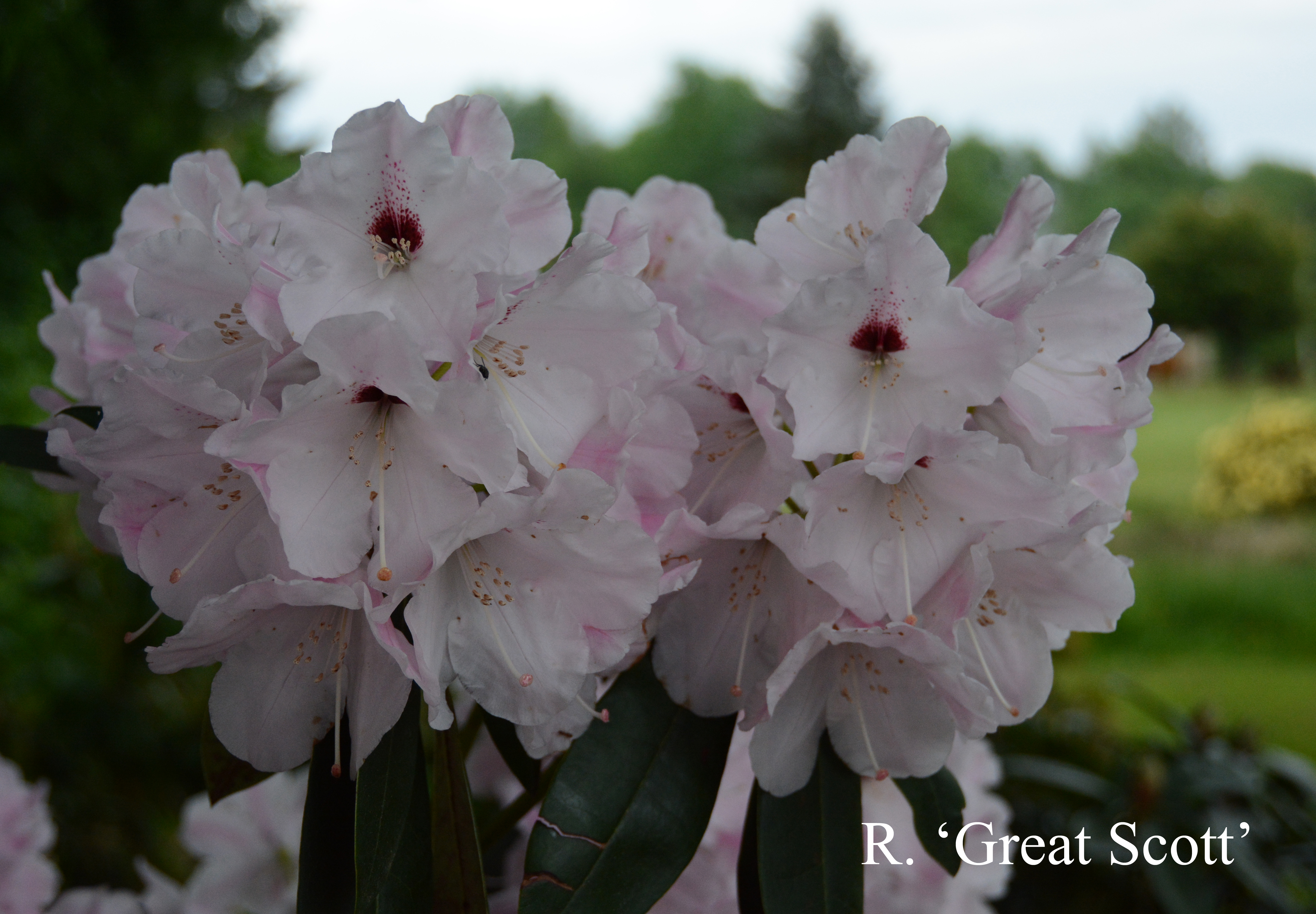 Rhododendron Great Scott photo
