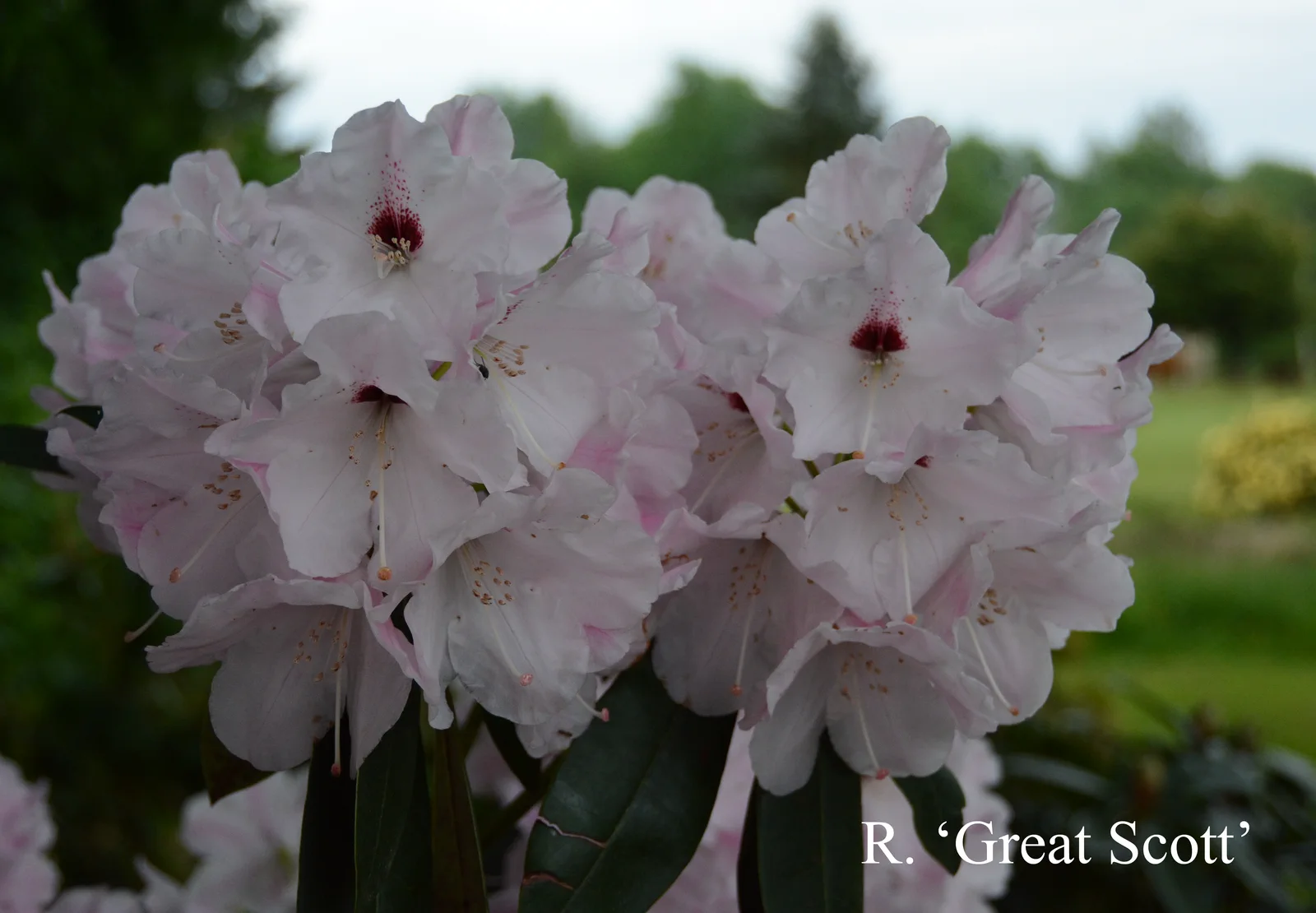 R. 'Great Scott' photo of R. 'Great Scott'. Location: Fearing's Farm Nursery, Abbotsford, BC, Canada. Photo by: Harold Fearing