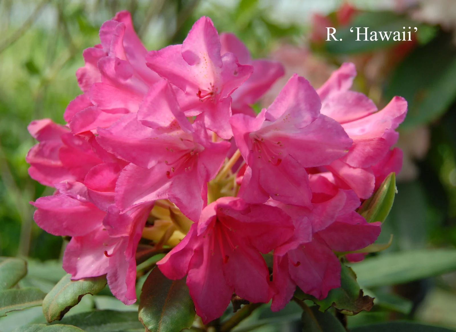 R. 'Hawaii' photo of R. 'Hawaii'. Location: Fearing's Farm Nursery, Abbotsford, BC, Canada. Photo by: Harold Fearing