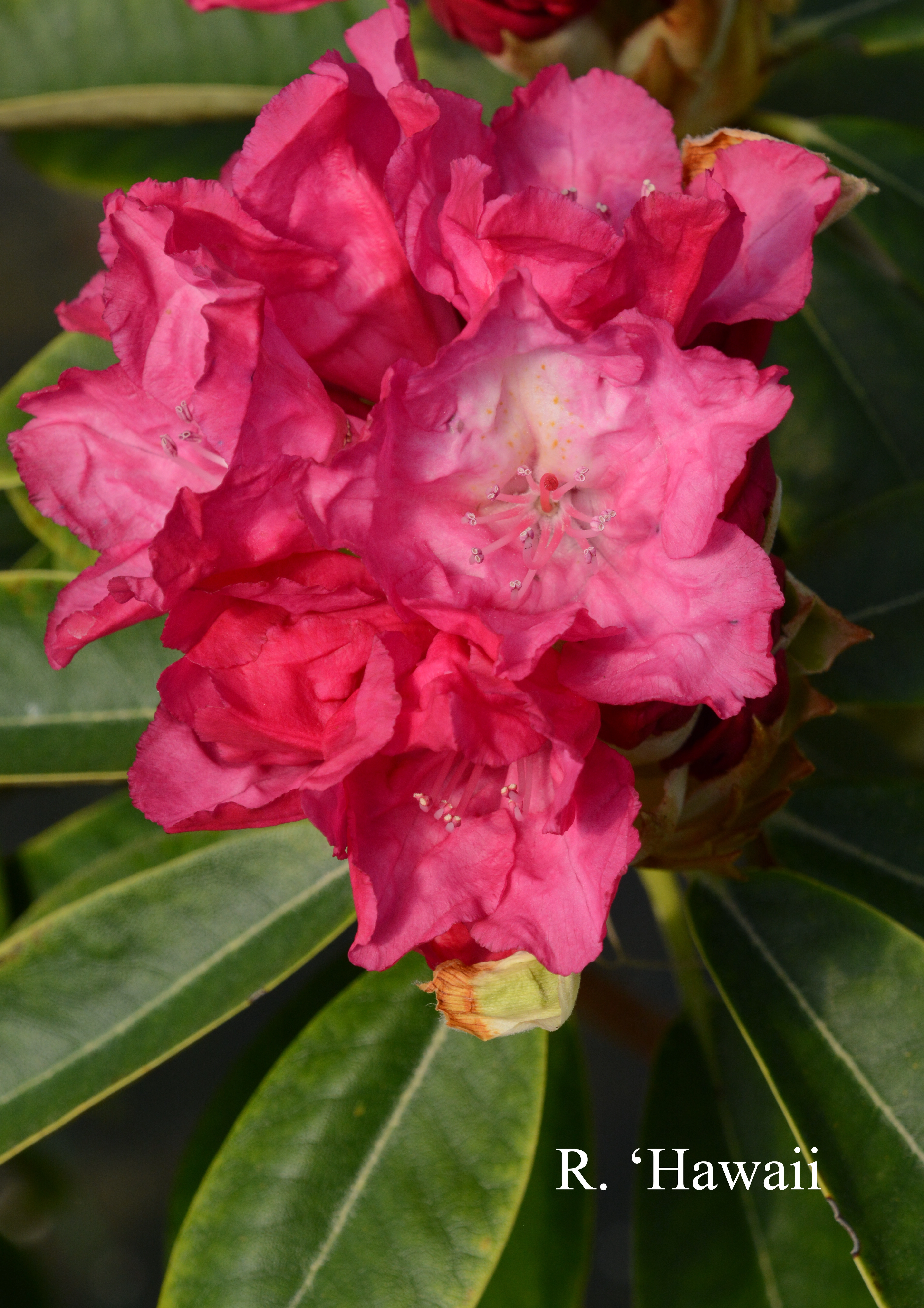 Rhododendron Hawaii photo