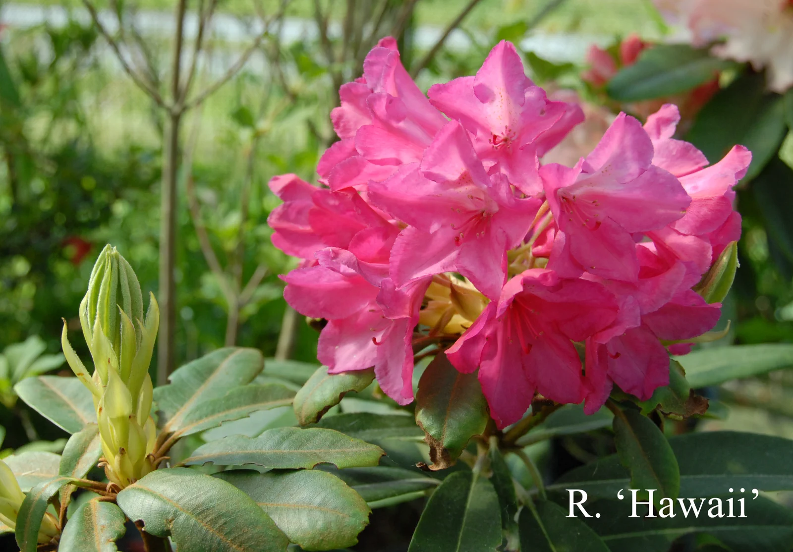 R. 'Hawaii' photo of R. 'Hawaii'. Location: Fearing's Farm Nursery, Abbotsford, BC, Canada. Photo by: Harold Fearing