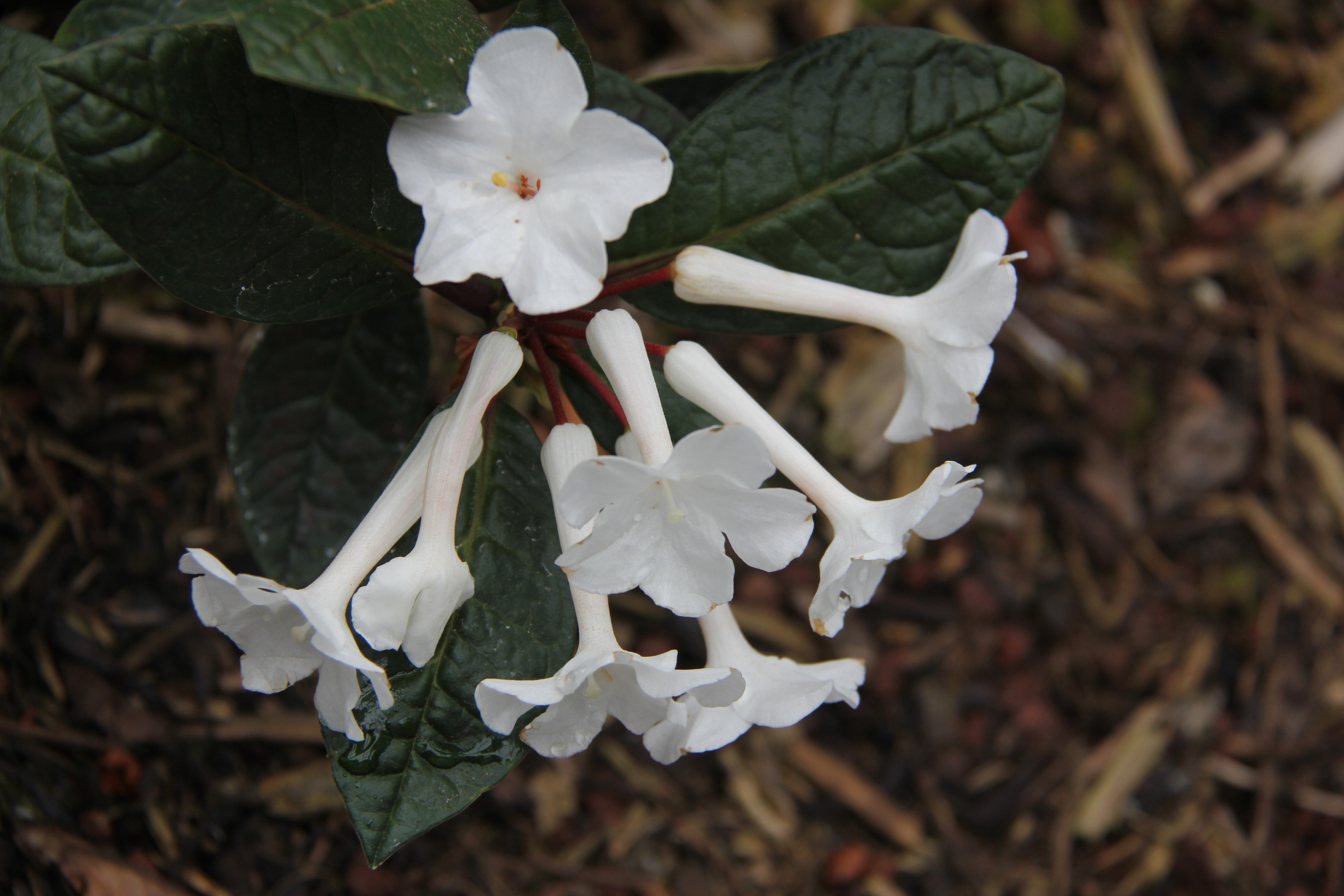 Rhododendron alborugosum photo