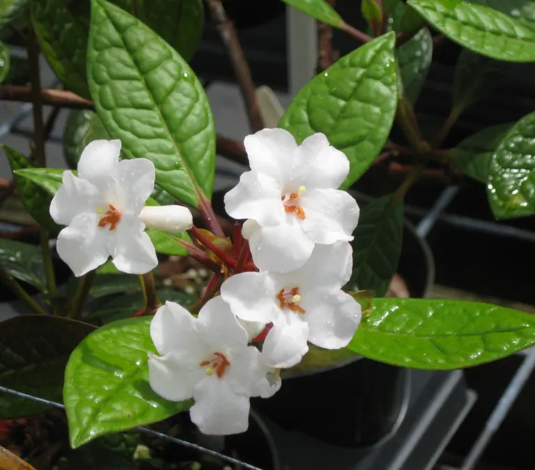 Photo of R. alborugosum, Species