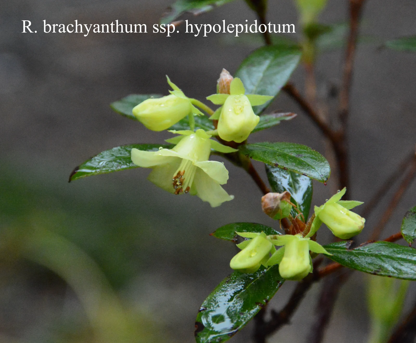 R. brachyanthum ssp hypolepidotum photo of R. brachyanthum ssp hypolepidotum. Location: Fearing's Farm Nursery, Abbotsford, BC, Canada. Photo by: Harold Fearing