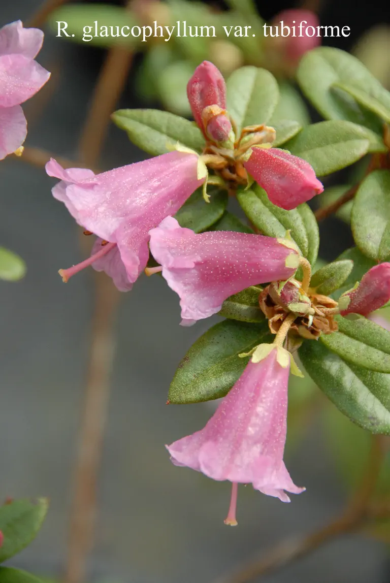 Photo of R. glaucophyllum var tubiforme, Species